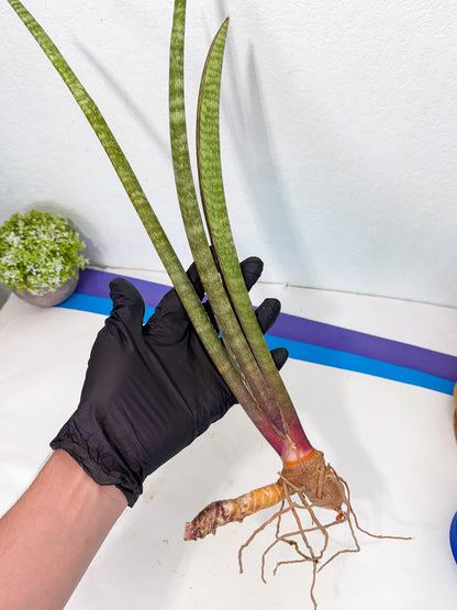 Sansevieria BatonVi (oo) (2) | Rare Hybrids