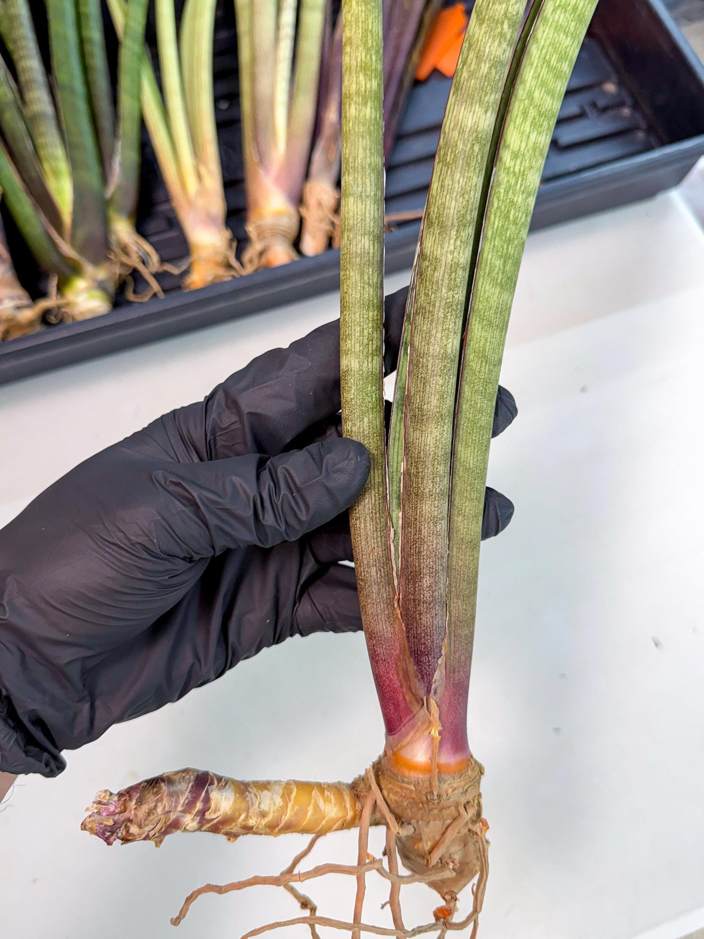 Sansevieria BatonVi (oo) (2) | Rare Hybrids