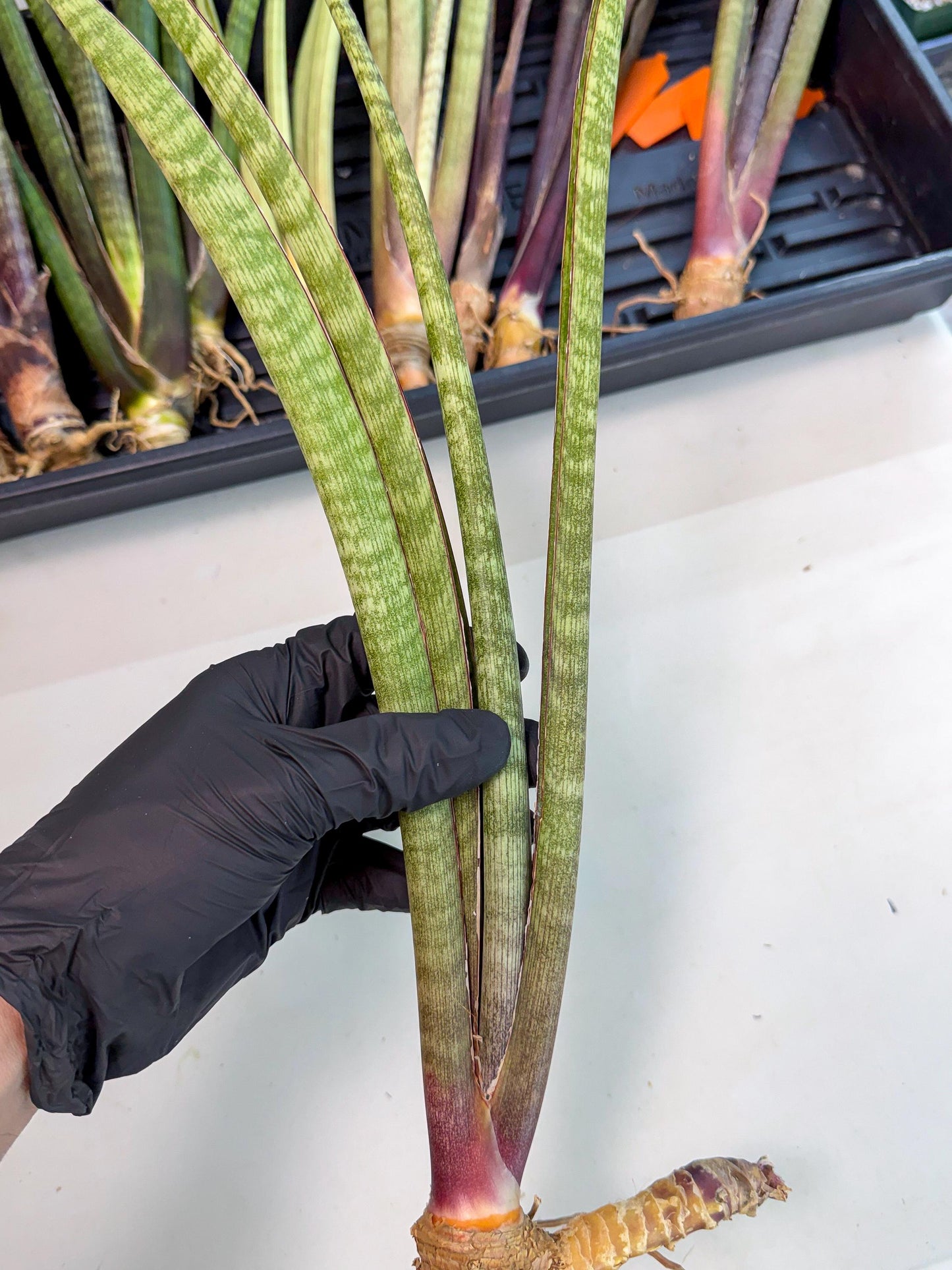 Sansevieria BatonVi (oo) (2) | Rare Hybrids