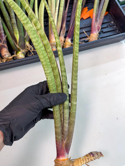Sansevieria BatonVi (oo) (2) | Rare Hybrids