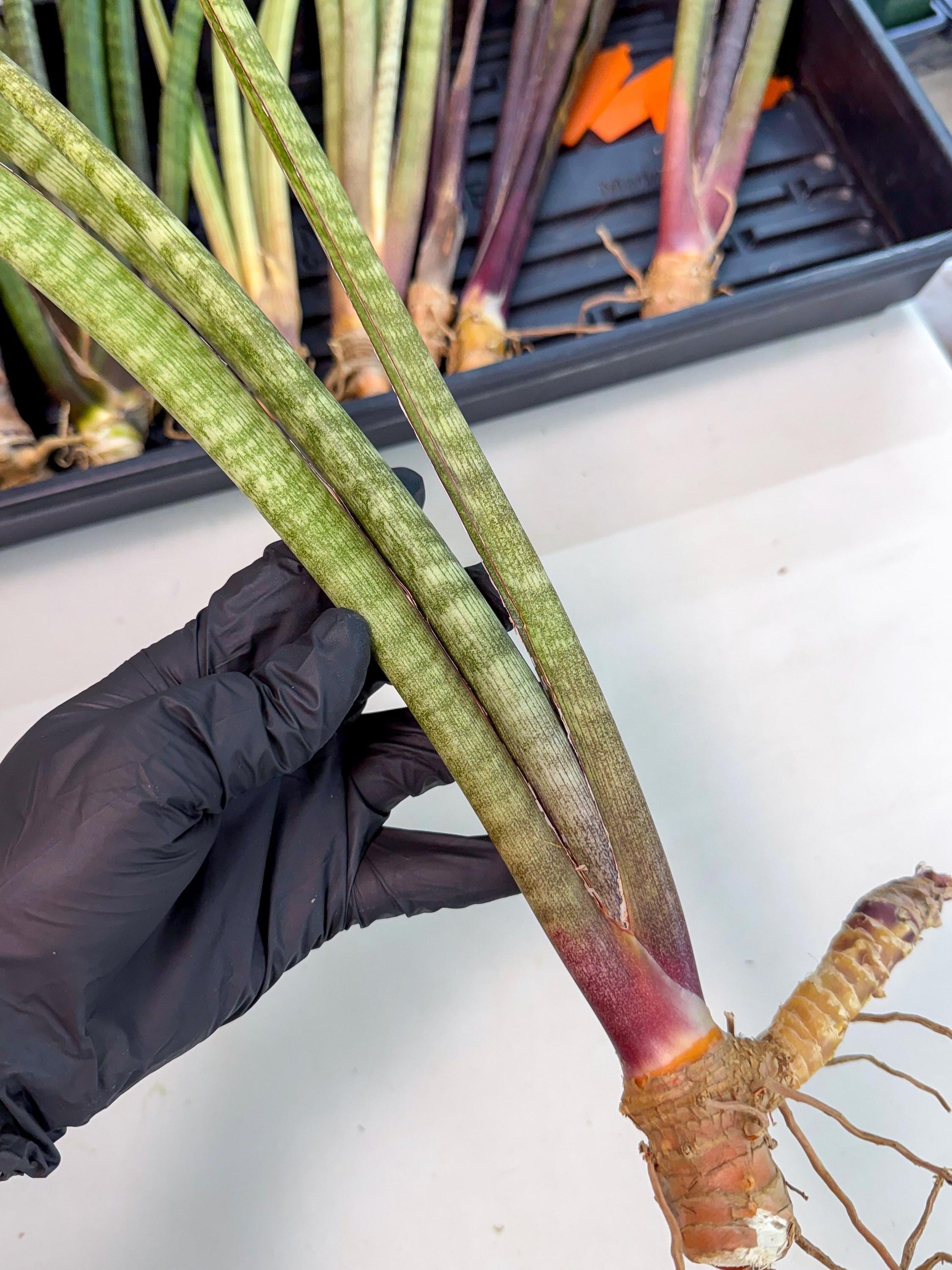 Sansevieria BatonVi (oo) (2) | Rare Hybrids