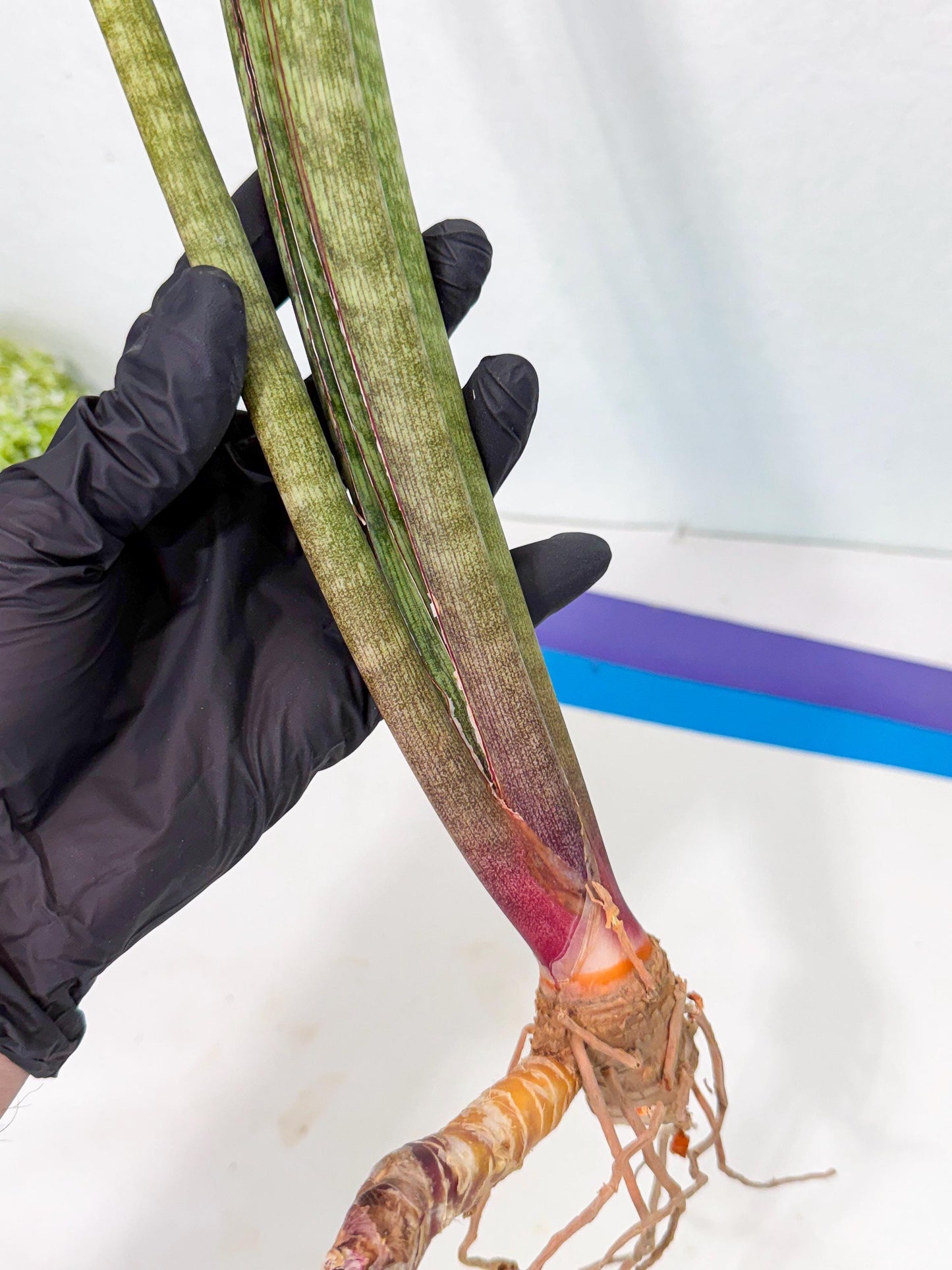 Sansevieria BatonVi (oo) (2) | Rare Hybrids