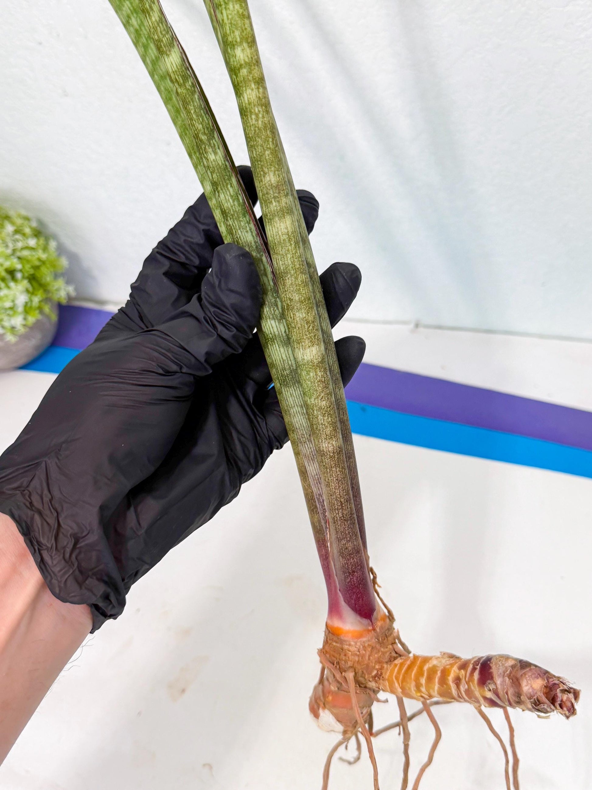 Sansevieria BatonVi (oo) (2) | Rare Hybrids