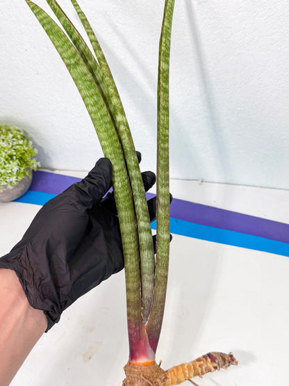 Sansevieria BatonVi (oo) (2) | Rare Hybrids