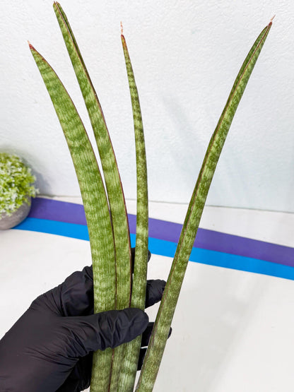 Sansevieria BatonVi (oo) (2) | Rare Hybrids