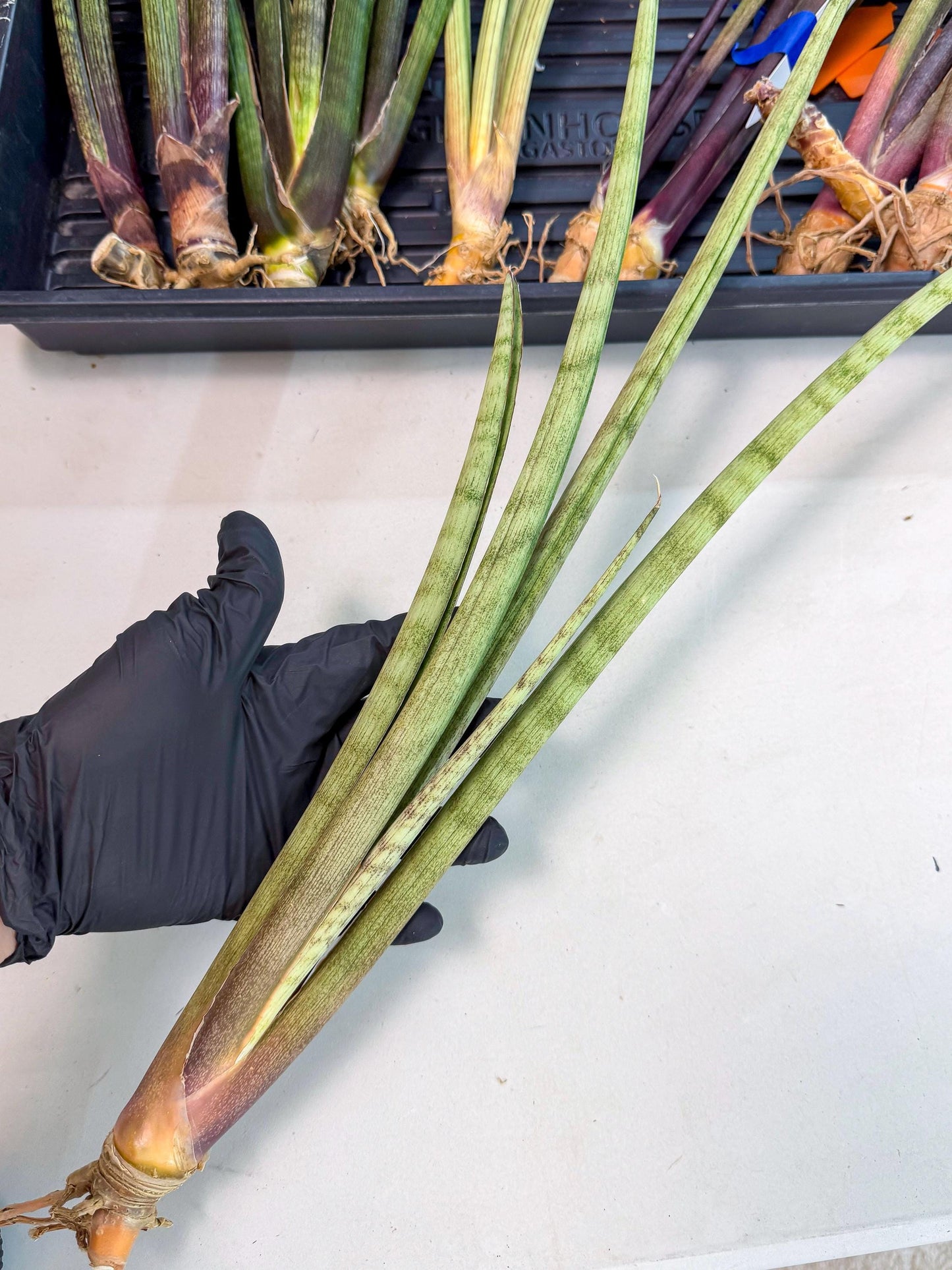 Sansevieria LichtZwil (oo) (5) | Rare Hybrids