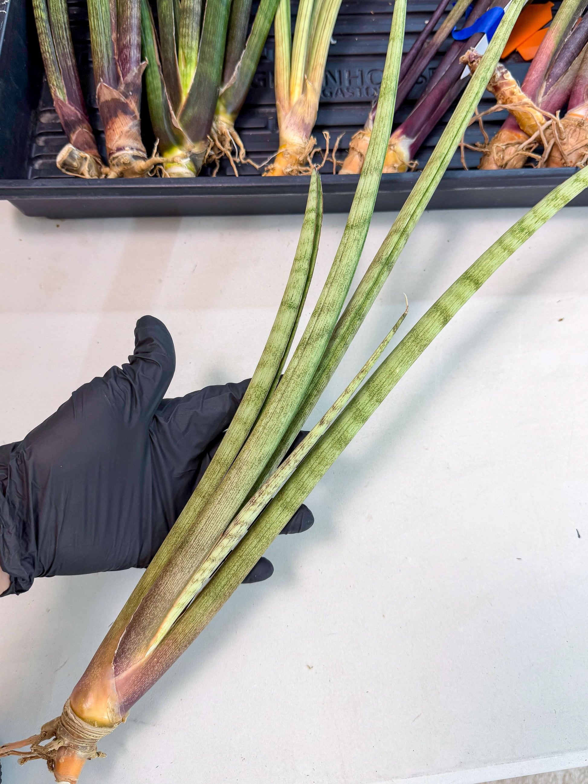 Sansevieria LichtZwil (oo) (5) | Rare Hybrids