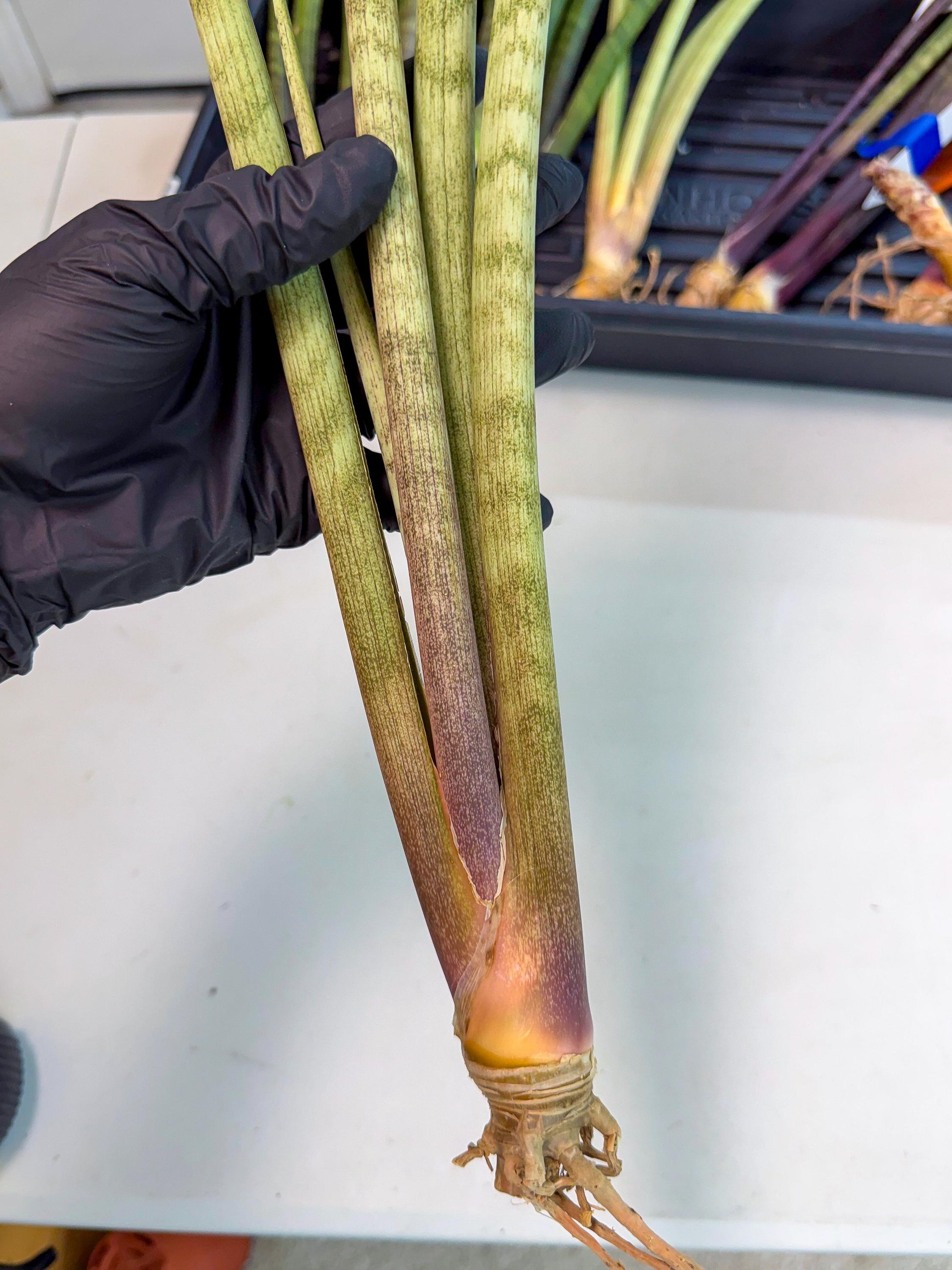 Sansevieria LichtZwil (oo) (5) | Rare Hybrids