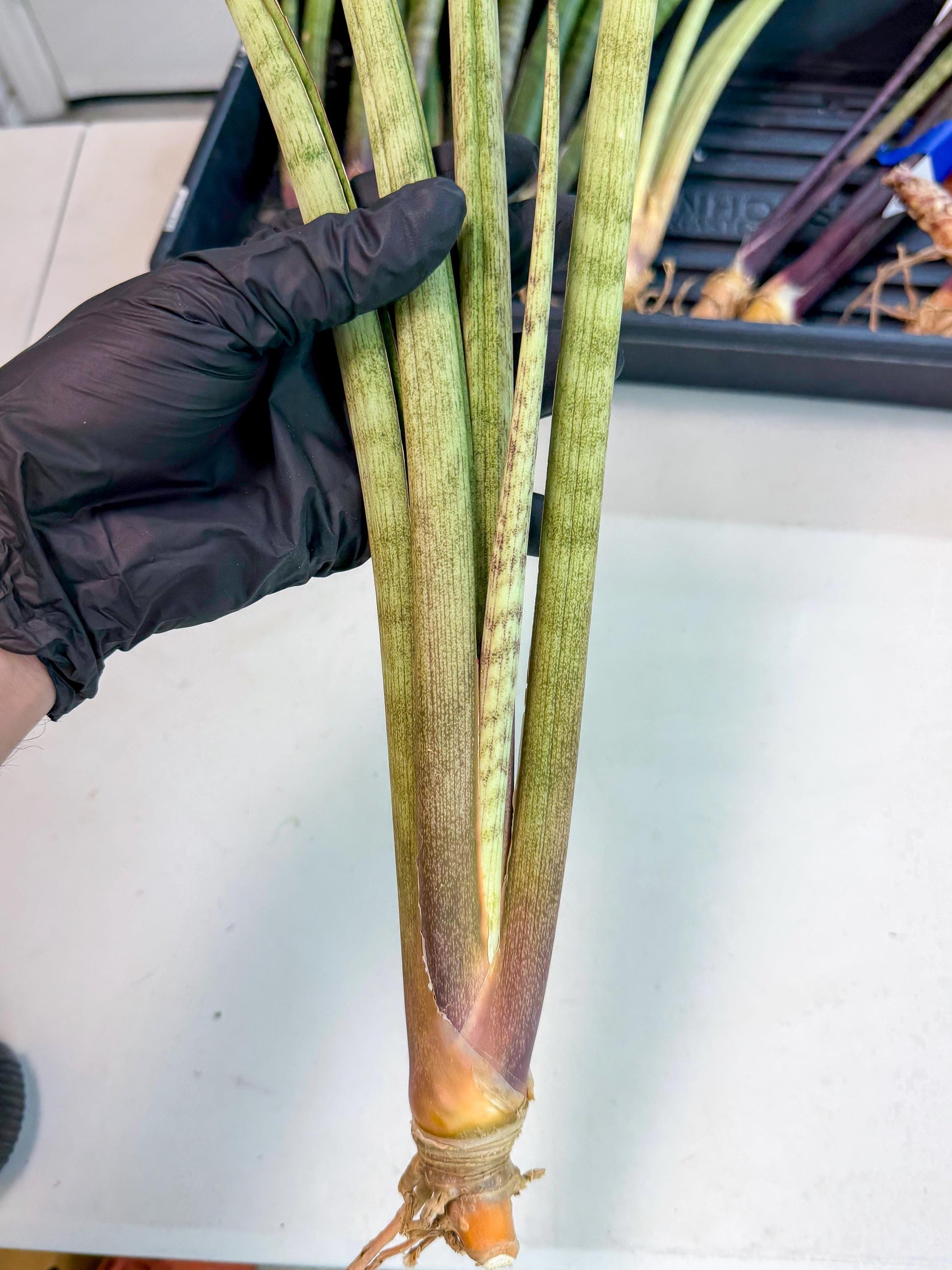 Sansevieria LichtZwil (oo) (5) | Rare Hybrids