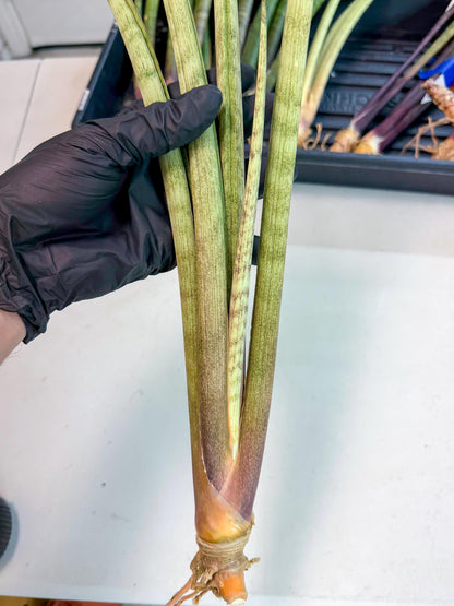 Sansevieria LichtZwil (oo) (5) | Rare Hybrids