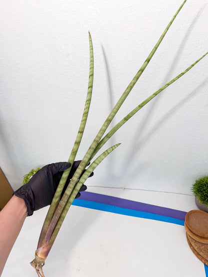 Sansevieria LichtZwil (oo) (5) | Rare Hybrids