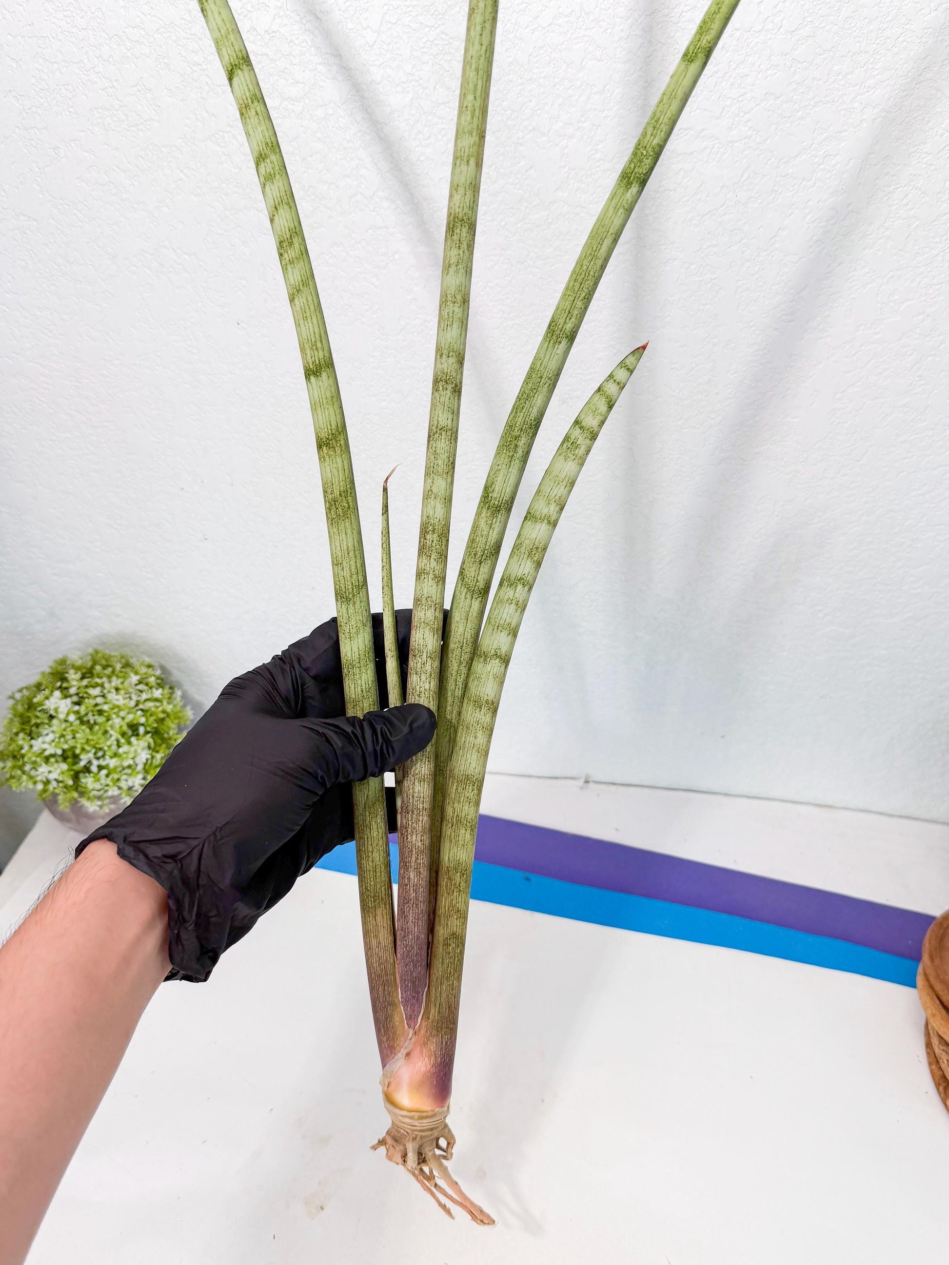 Sansevieria LichtZwil (oo) (5) | Rare Hybrids