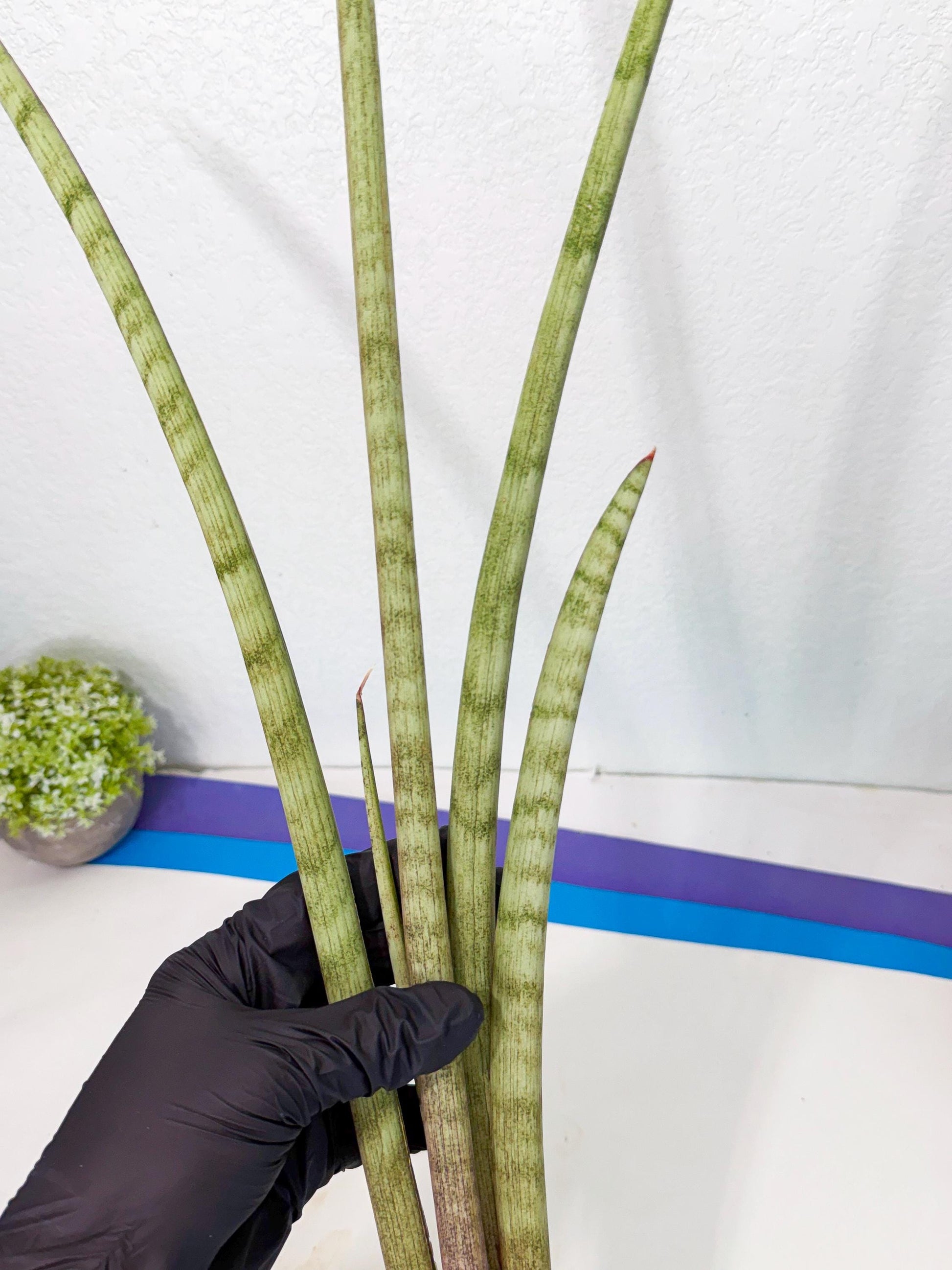 Sansevieria LichtZwil (oo) (5) | Rare Hybrids