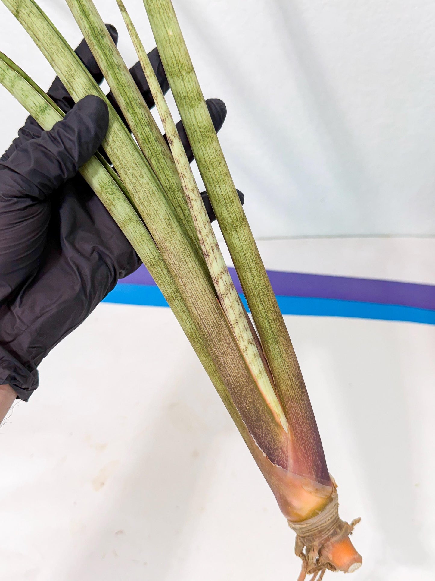 Sansevieria LichtZwil (oo) (5) | Rare Hybrids