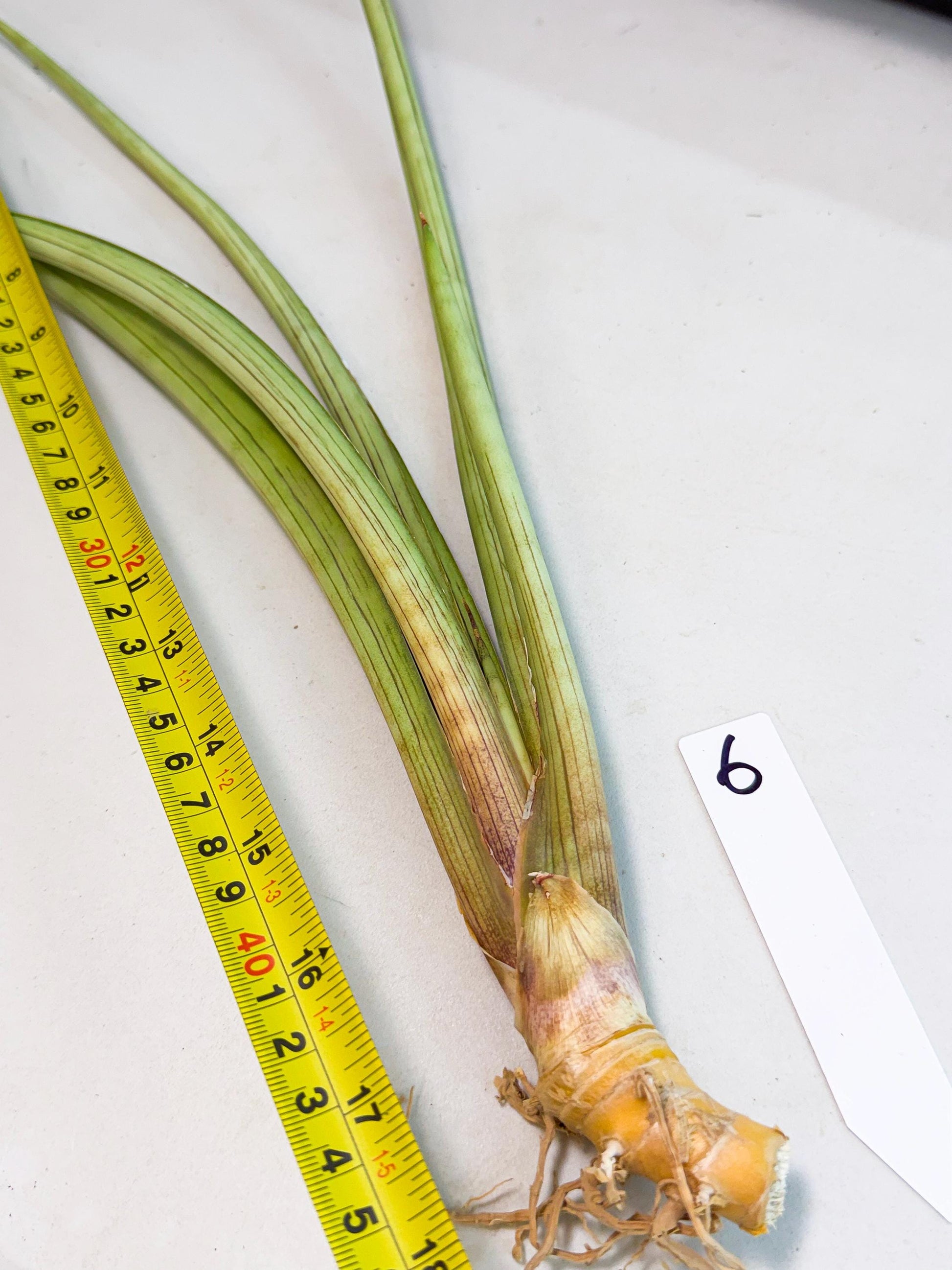 Sansevieria HvidPin (oo) (6) | Rare Hybrids
