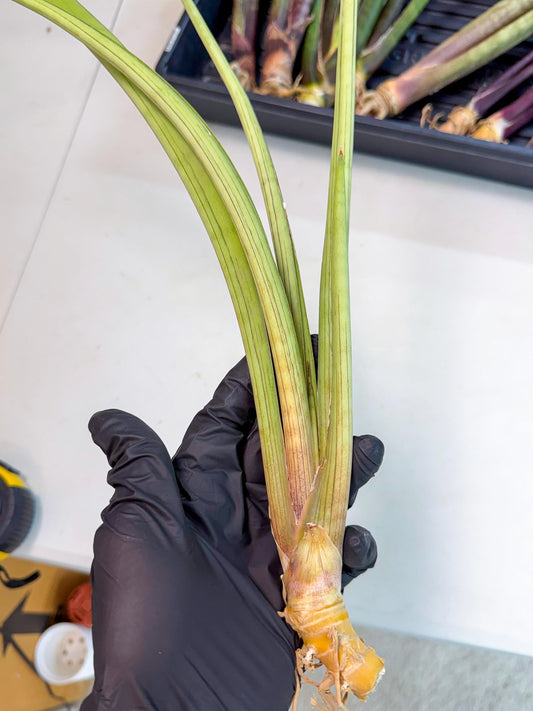 Sansevieria HvidPin (oo) (6) | Rare Hybrids