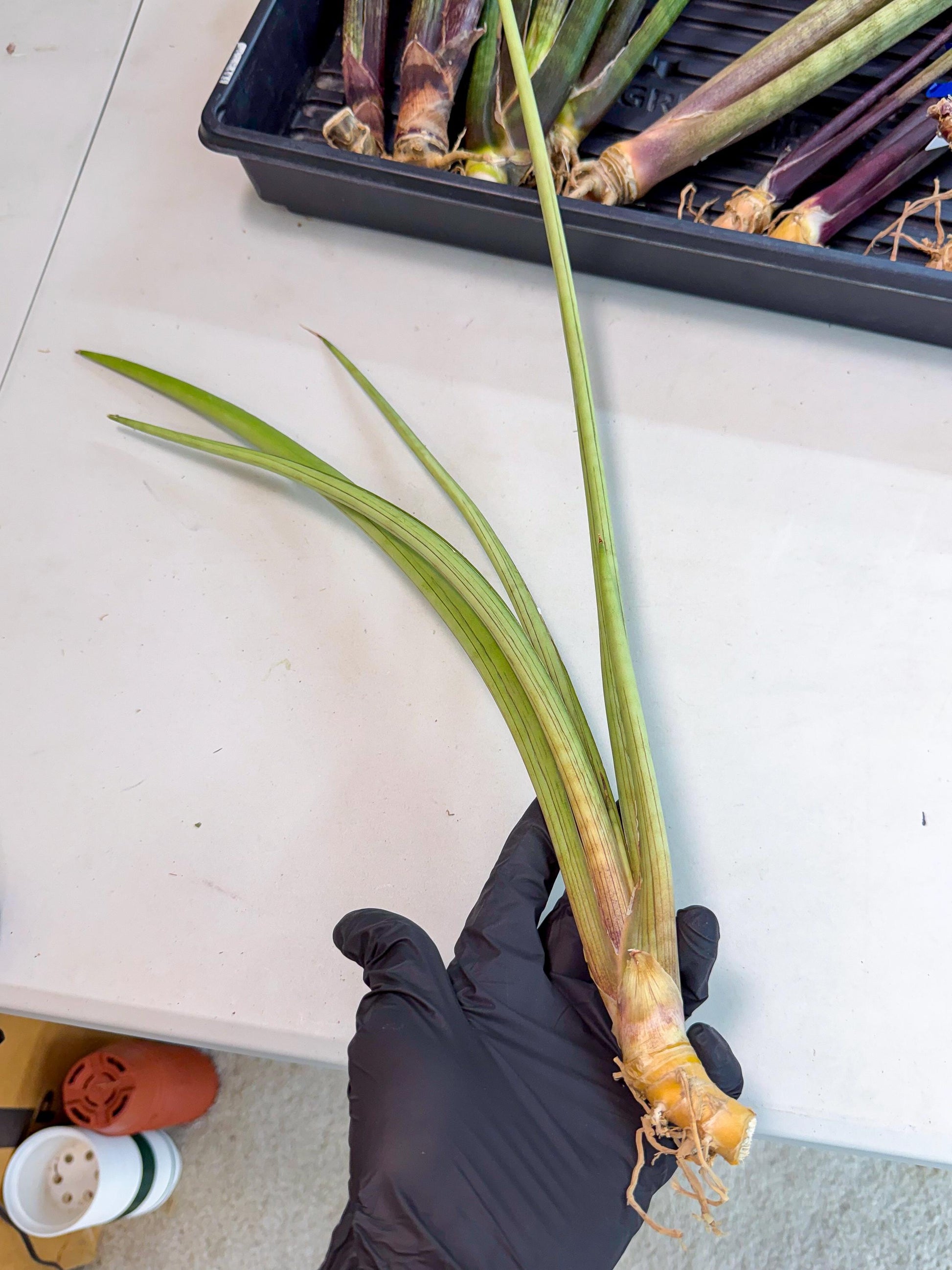 Sansevieria HvidPin (oo) (6) | Rare Hybrids