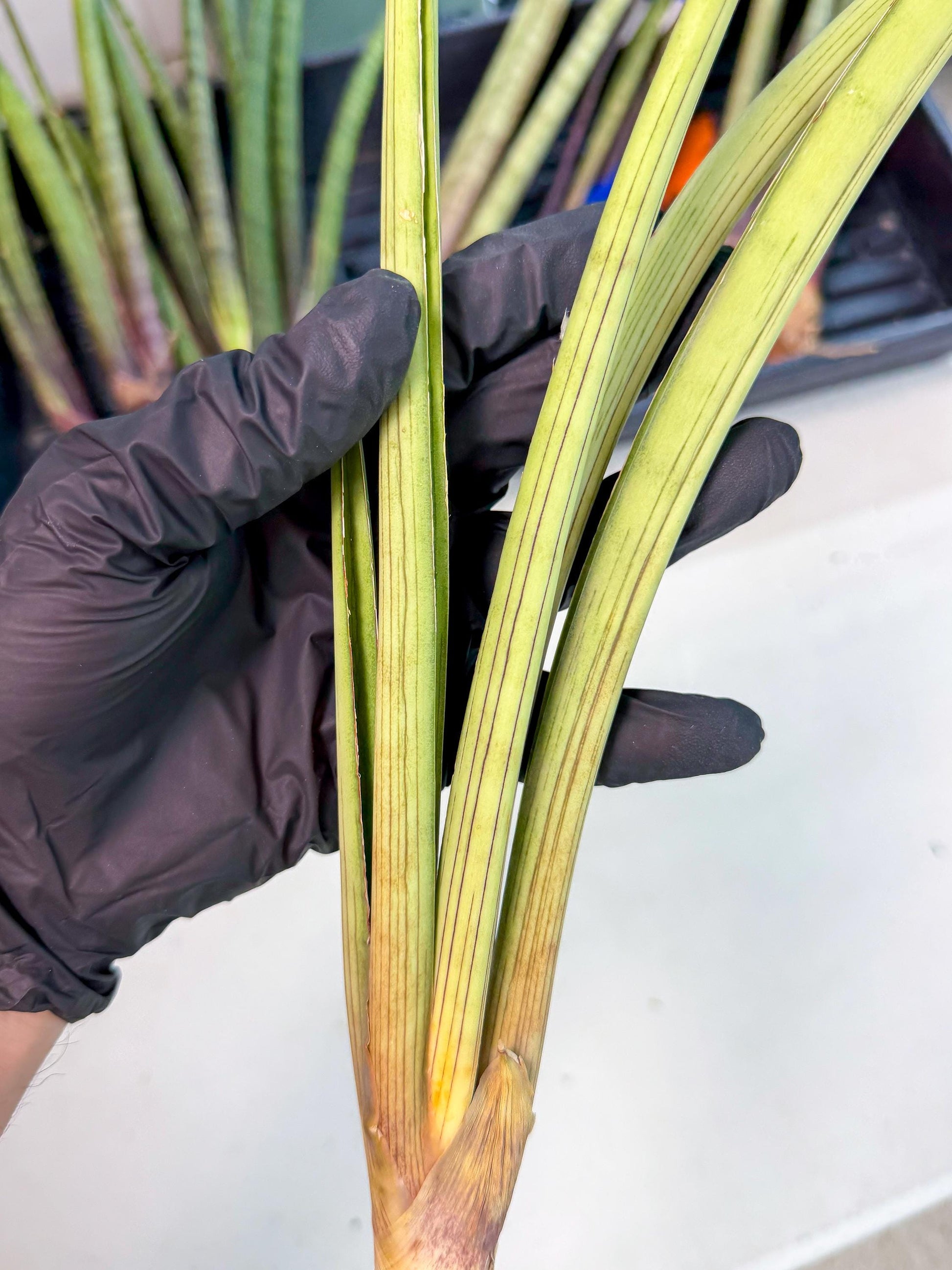 Sansevieria HvidPin (oo) (6) | Rare Hybrids