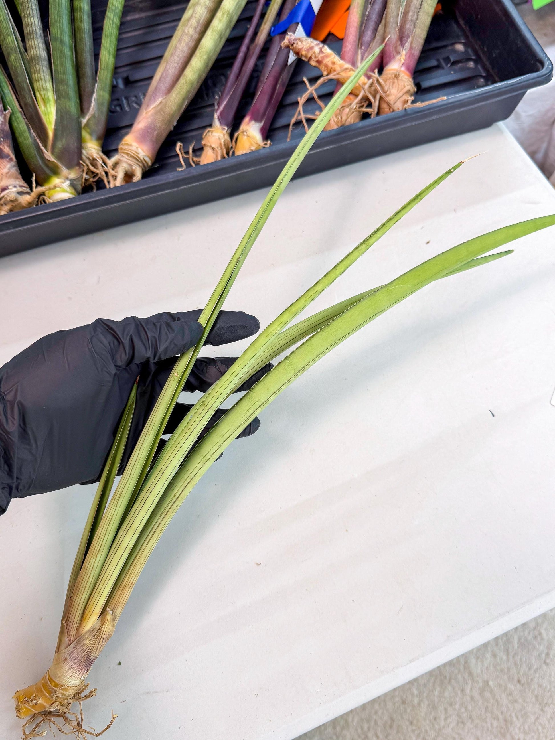 Sansevieria HvidPin (oo) (6) | Rare Hybrids