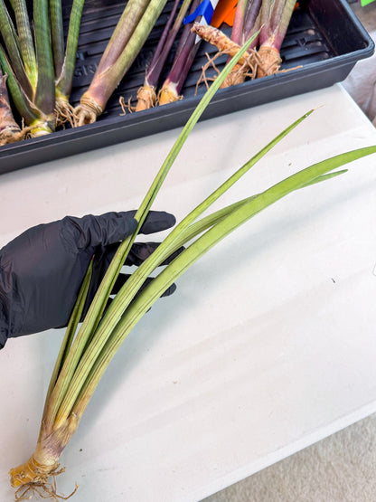 Sansevieria HvidPin (oo) (6) | Rare Hybrids