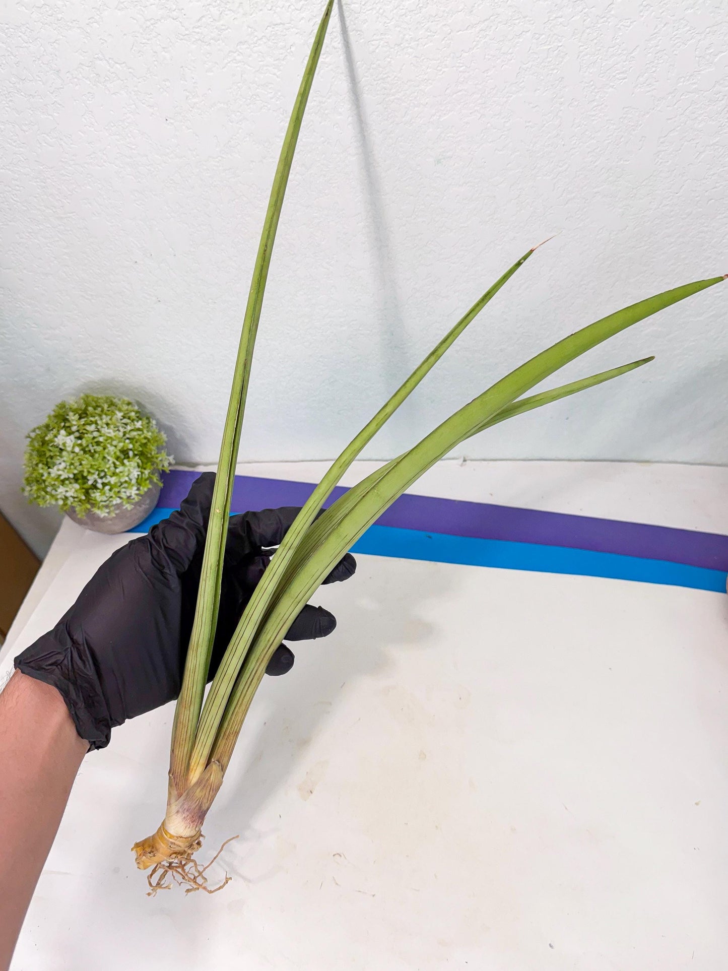 Sansevieria HvidPin (oo) (6) | Rare Hybrids