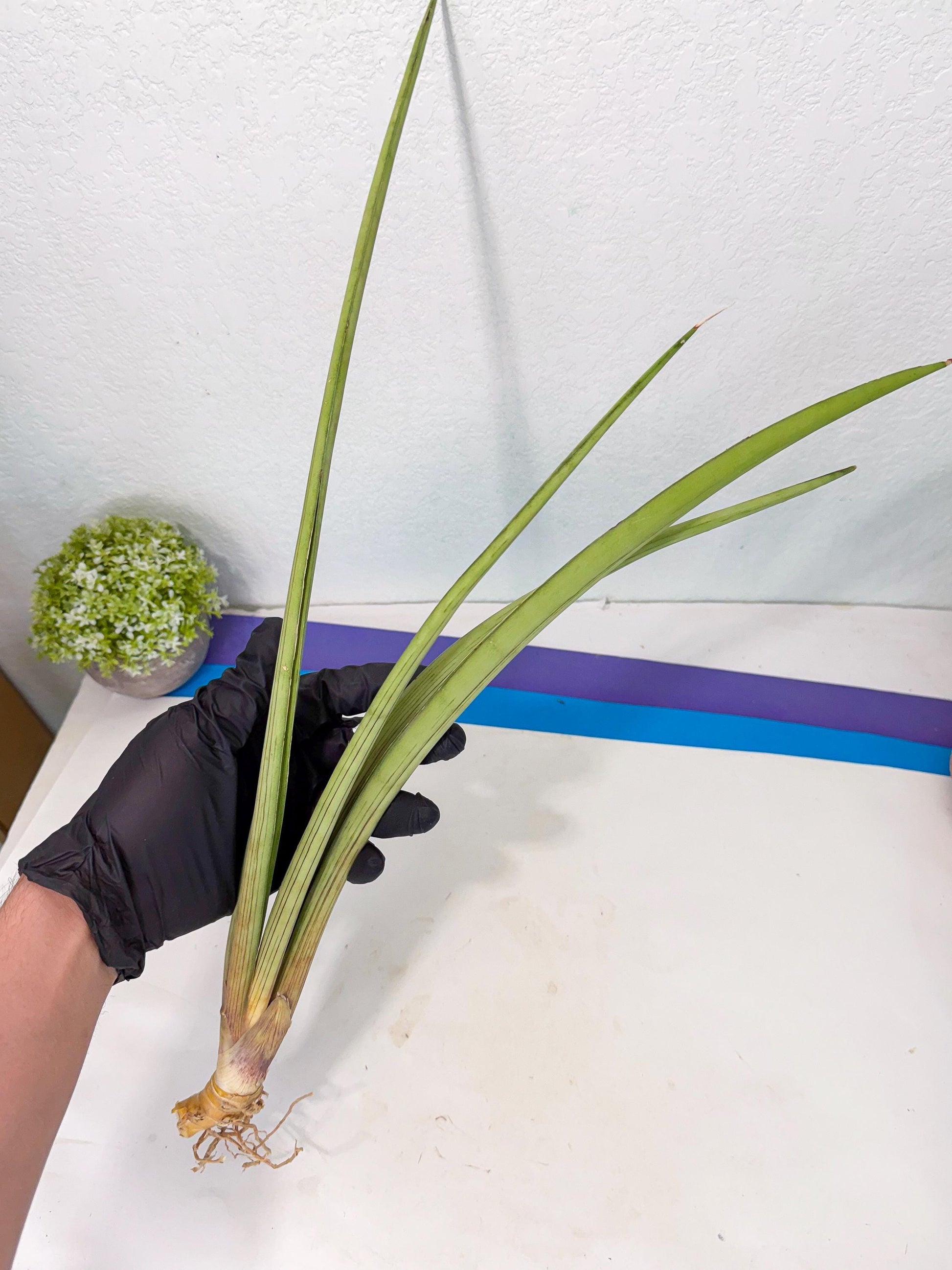 Sansevieria HvidPin (oo) (6) | Rare Hybrids