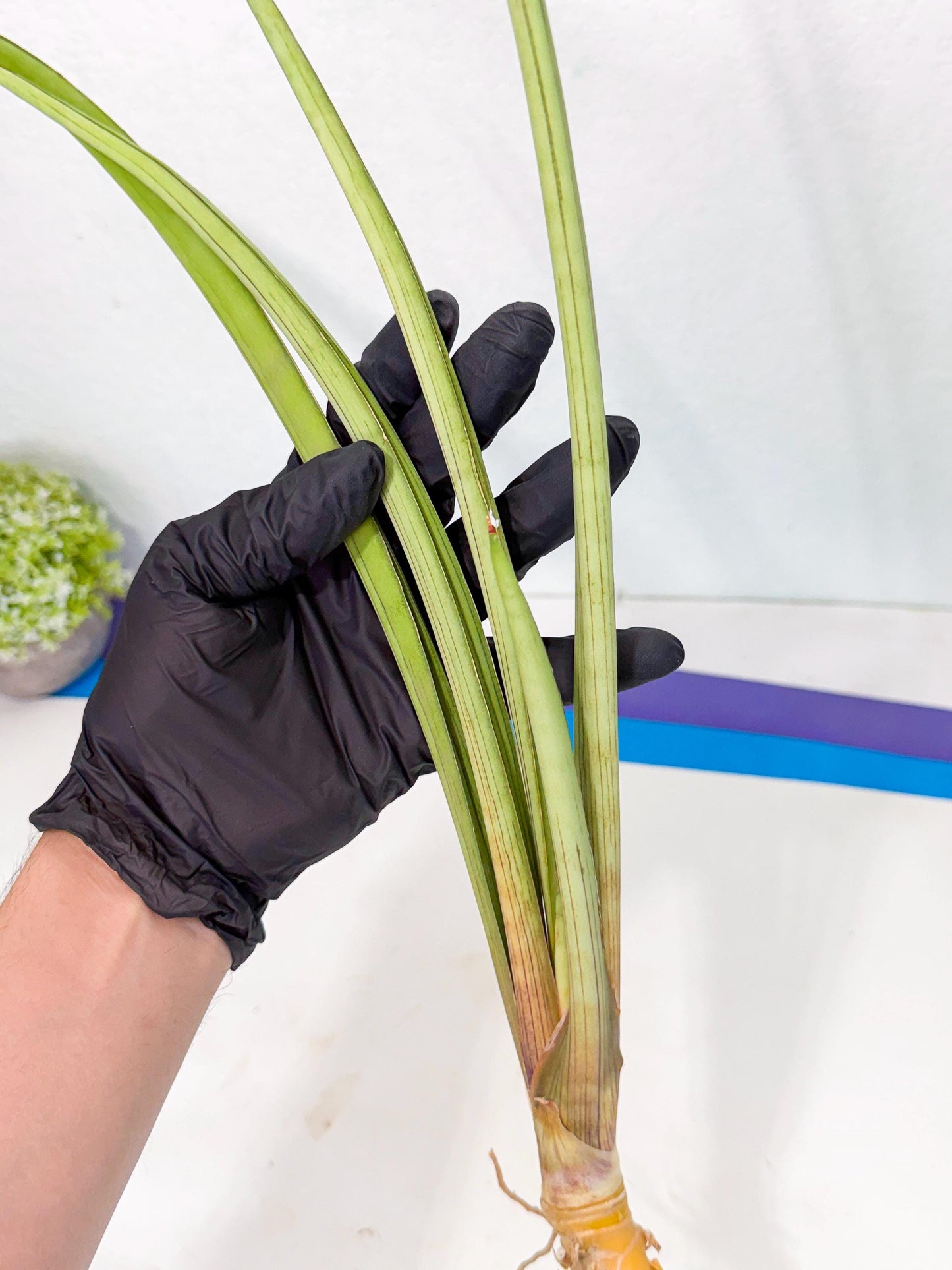 Sansevieria HvidPin (oo) (6) | Rare Hybrids