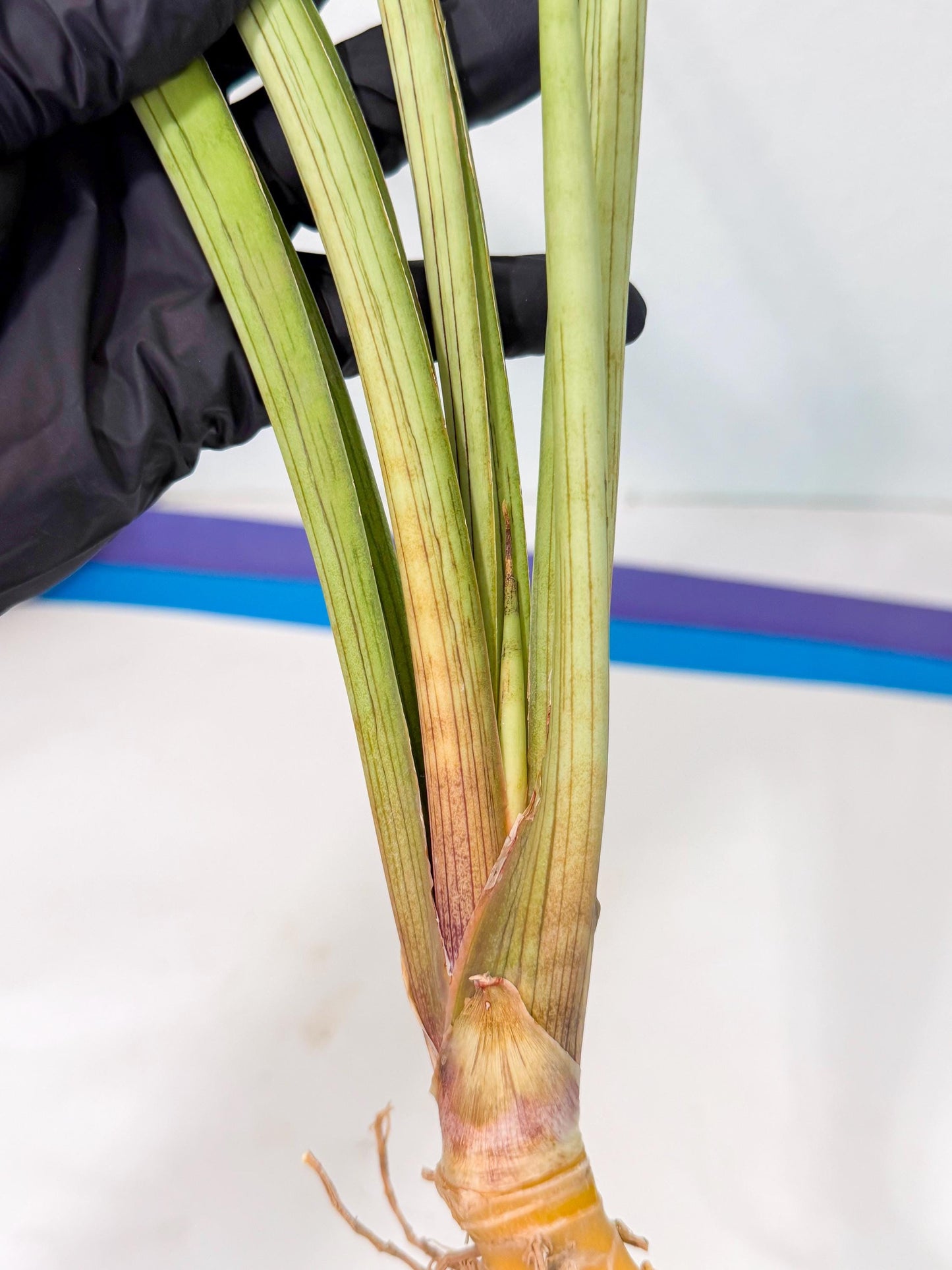 Sansevieria HvidPin (oo) (6) | Rare Hybrids