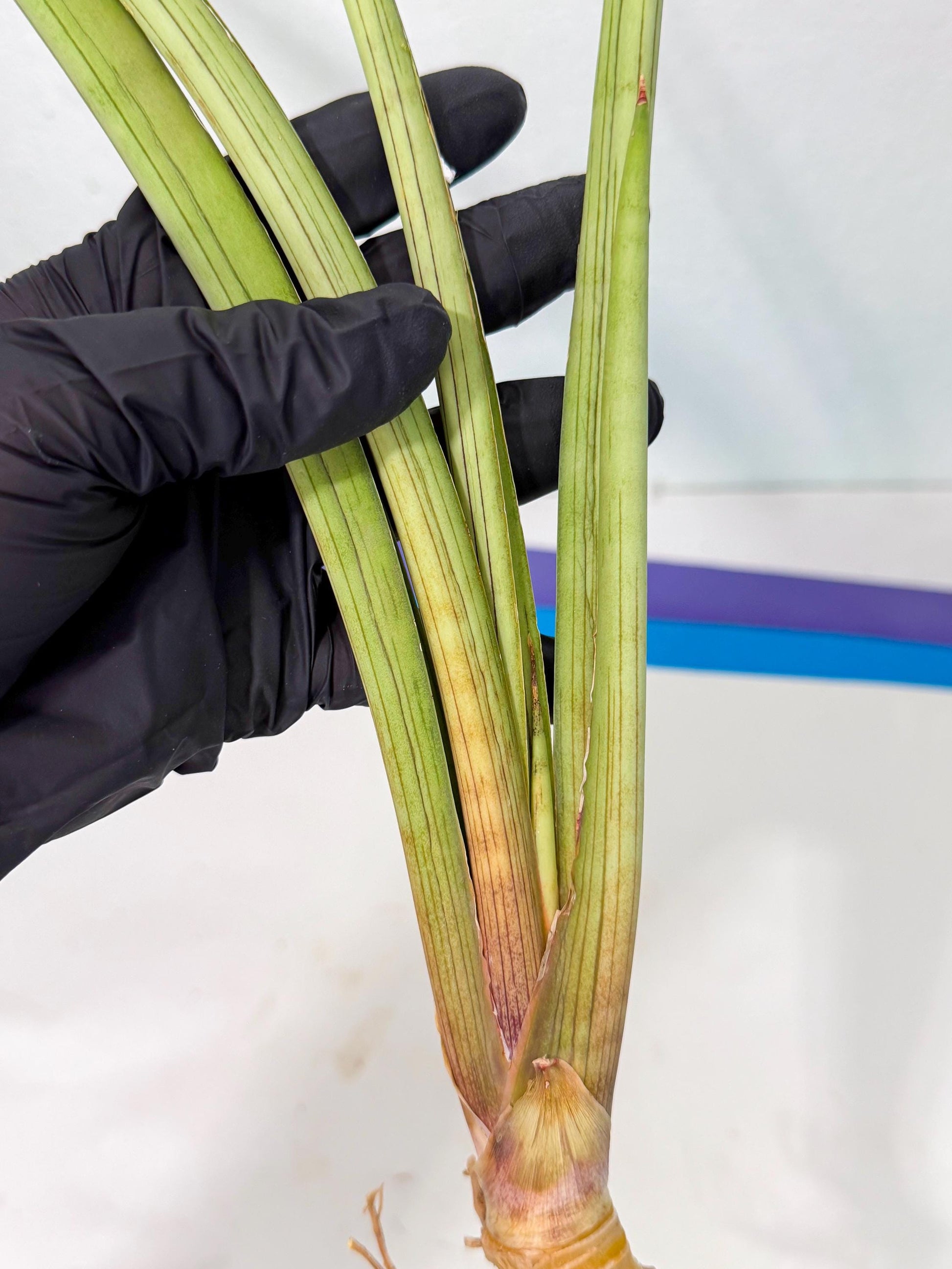 Sansevieria HvidPin (oo) (6) | Rare Hybrids