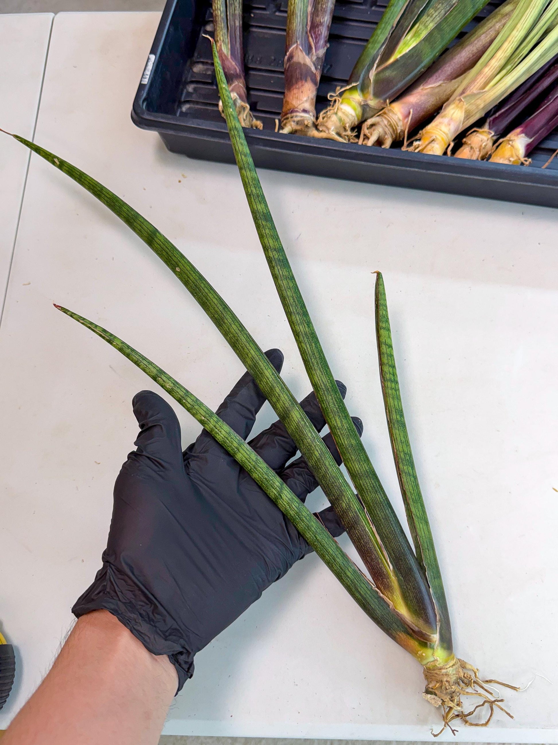 Sansevieria VenVert (oo) (8) | Rare Hybrids