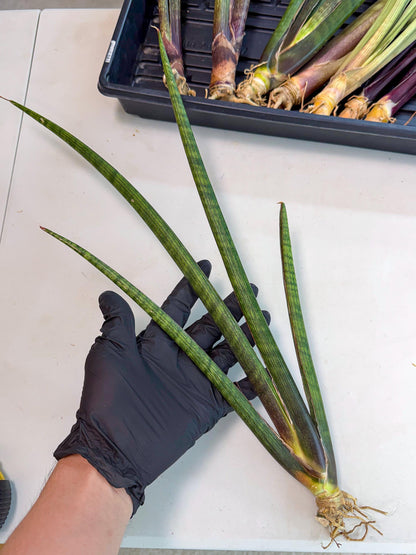 Sansevieria VenVert (oo) (8) | Rare Hybrids