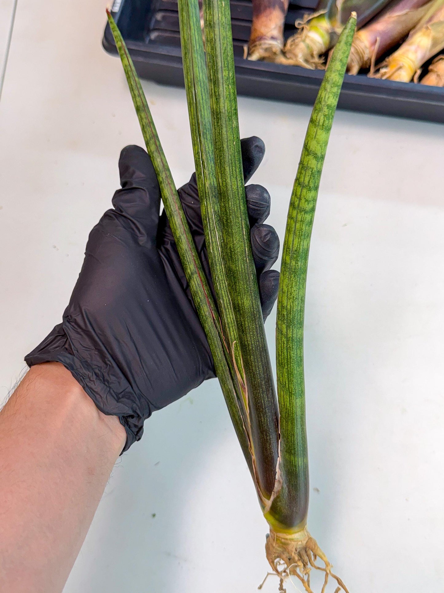 Sansevieria VenVert (oo) (8) | Rare Hybrids