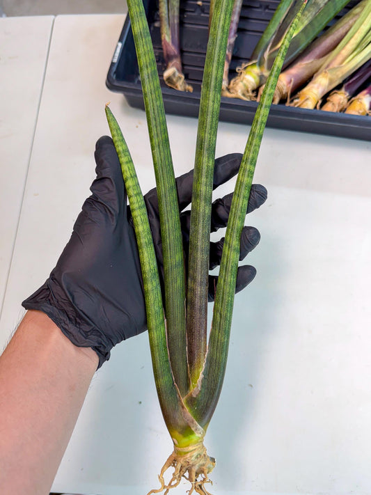 Sansevieria VenVert (oo) (8) | Rare Hybrids