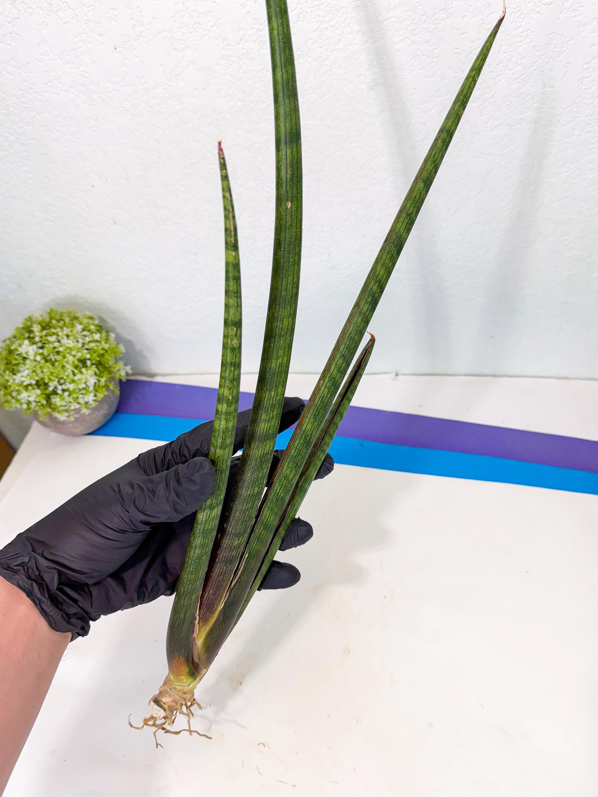 Sansevieria VenVert (oo) (8) | Rare Hybrids