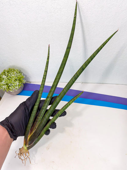 Sansevieria VenVert (oo) (8) | Rare Hybrids
