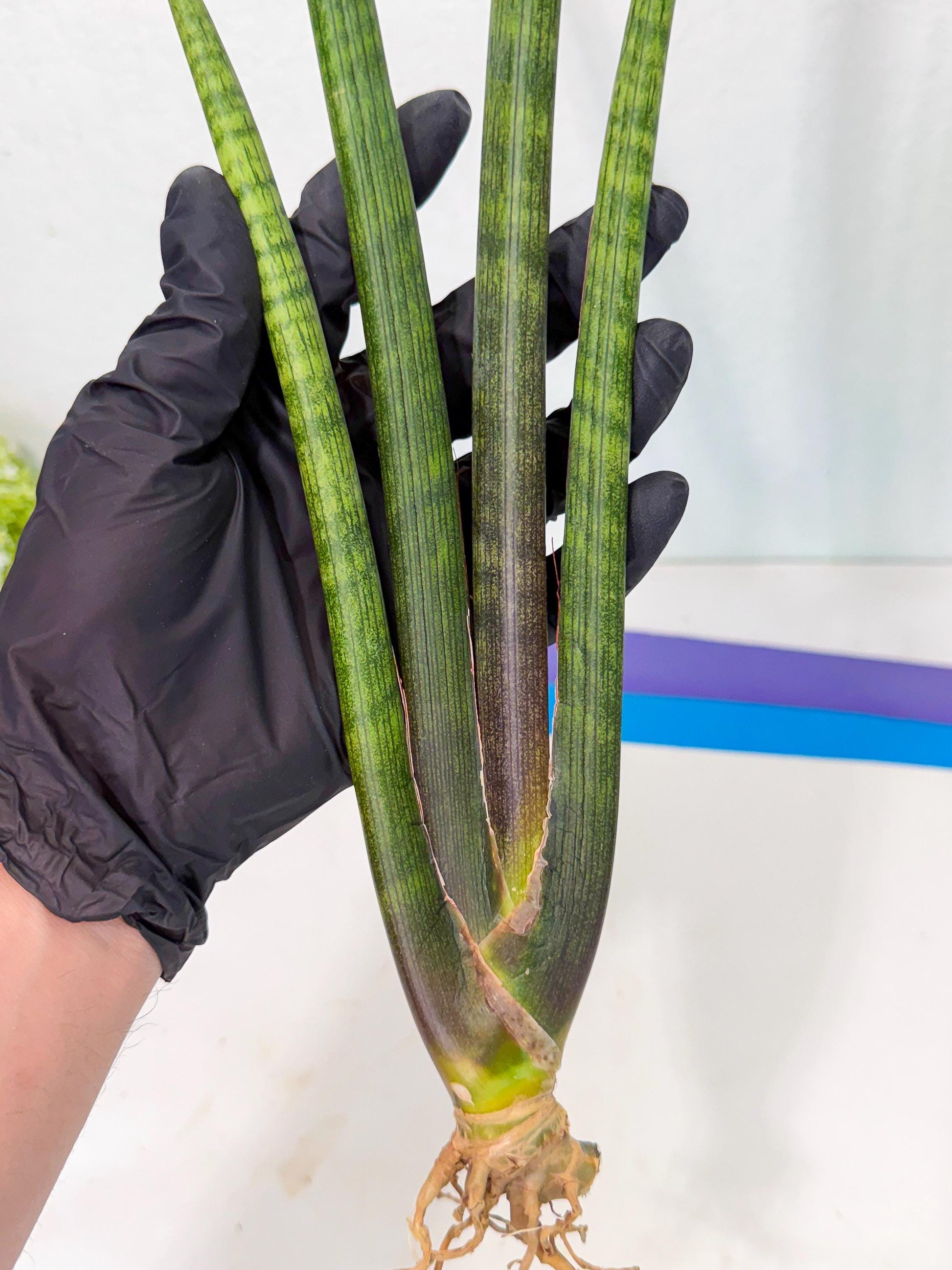 Sansevieria VenVert (oo) (8) | Rare Hybrids