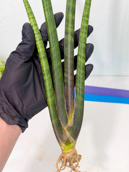 Sansevieria VenVert (oo) (8) | Rare Hybrids