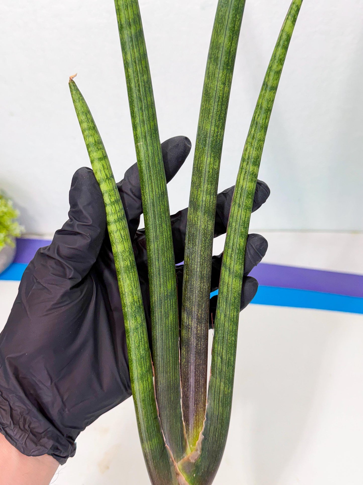 Sansevieria VenVert (oo) (8) | Rare Hybrids