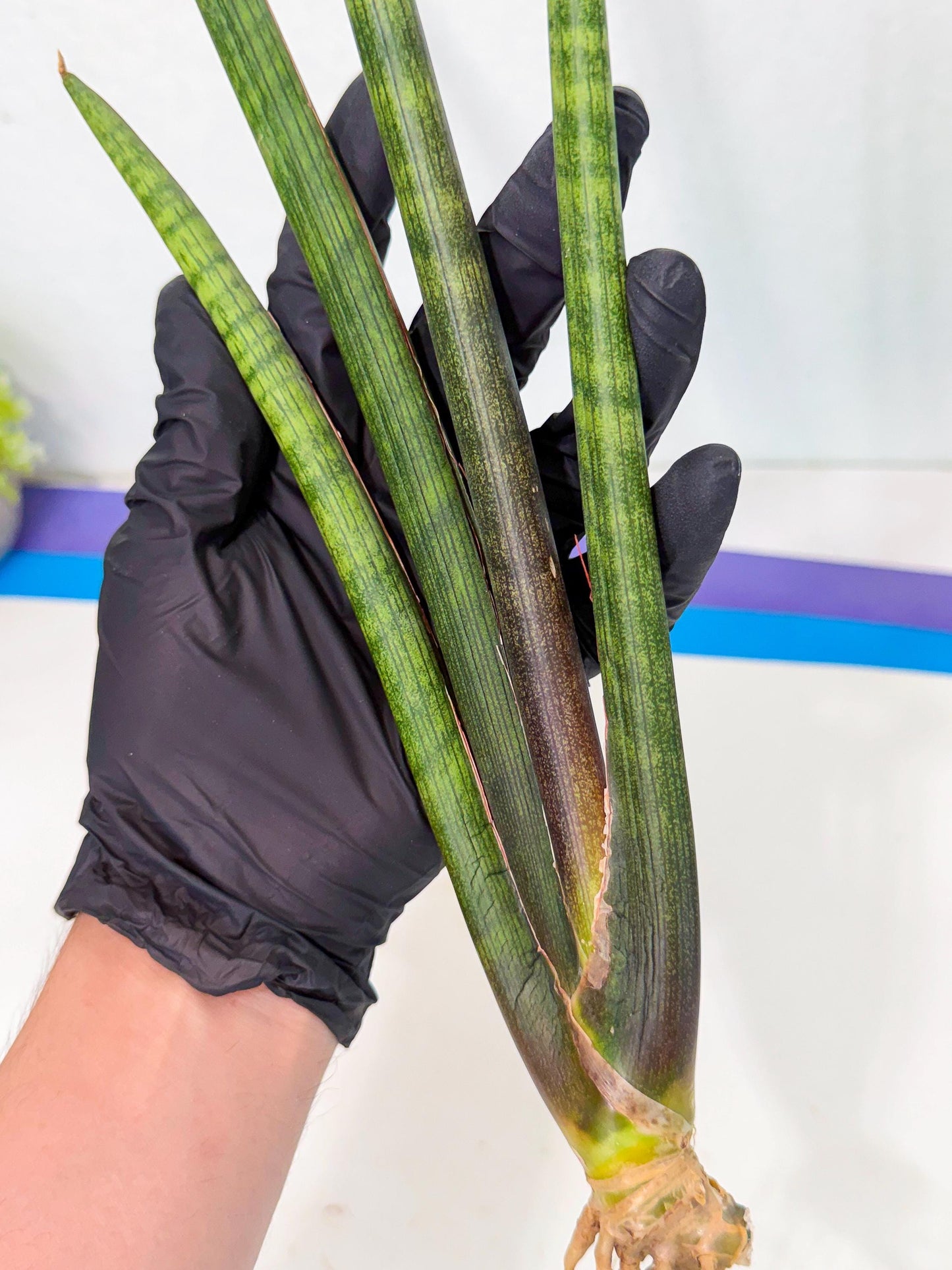 Sansevieria VenVert (oo) (8) | Rare Hybrids