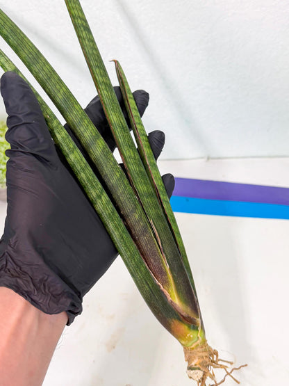 Sansevieria VenVert (oo) (8) | Rare Hybrids