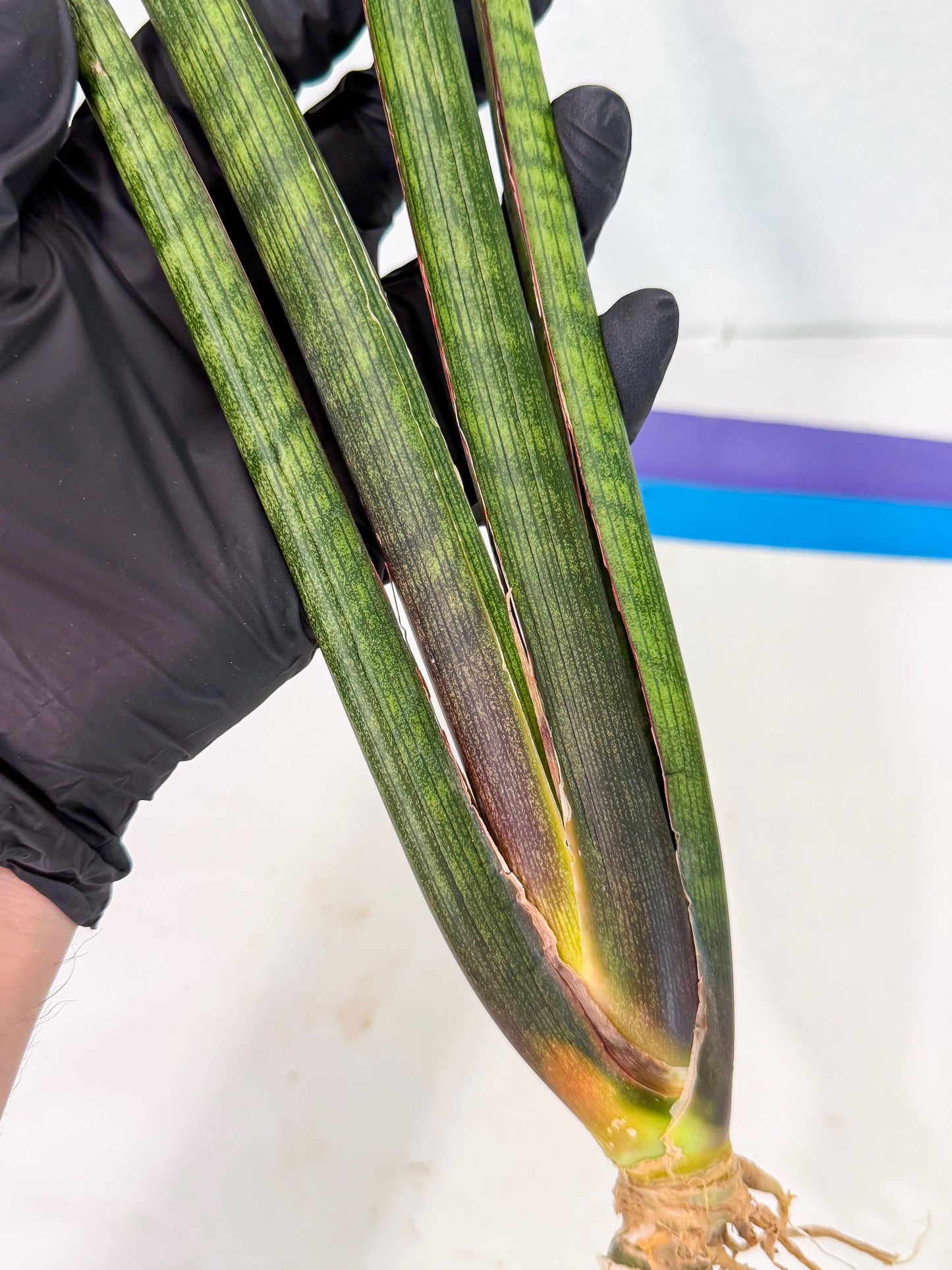 Sansevieria VenVert (oo) (8) | Rare Hybrids