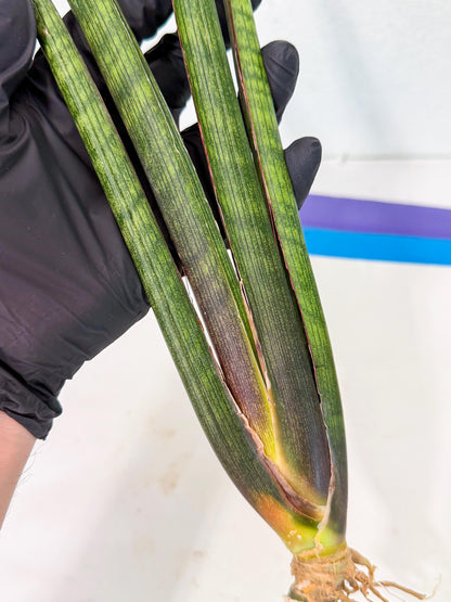Sansevieria VenVert (oo) (8) | Rare Hybrids