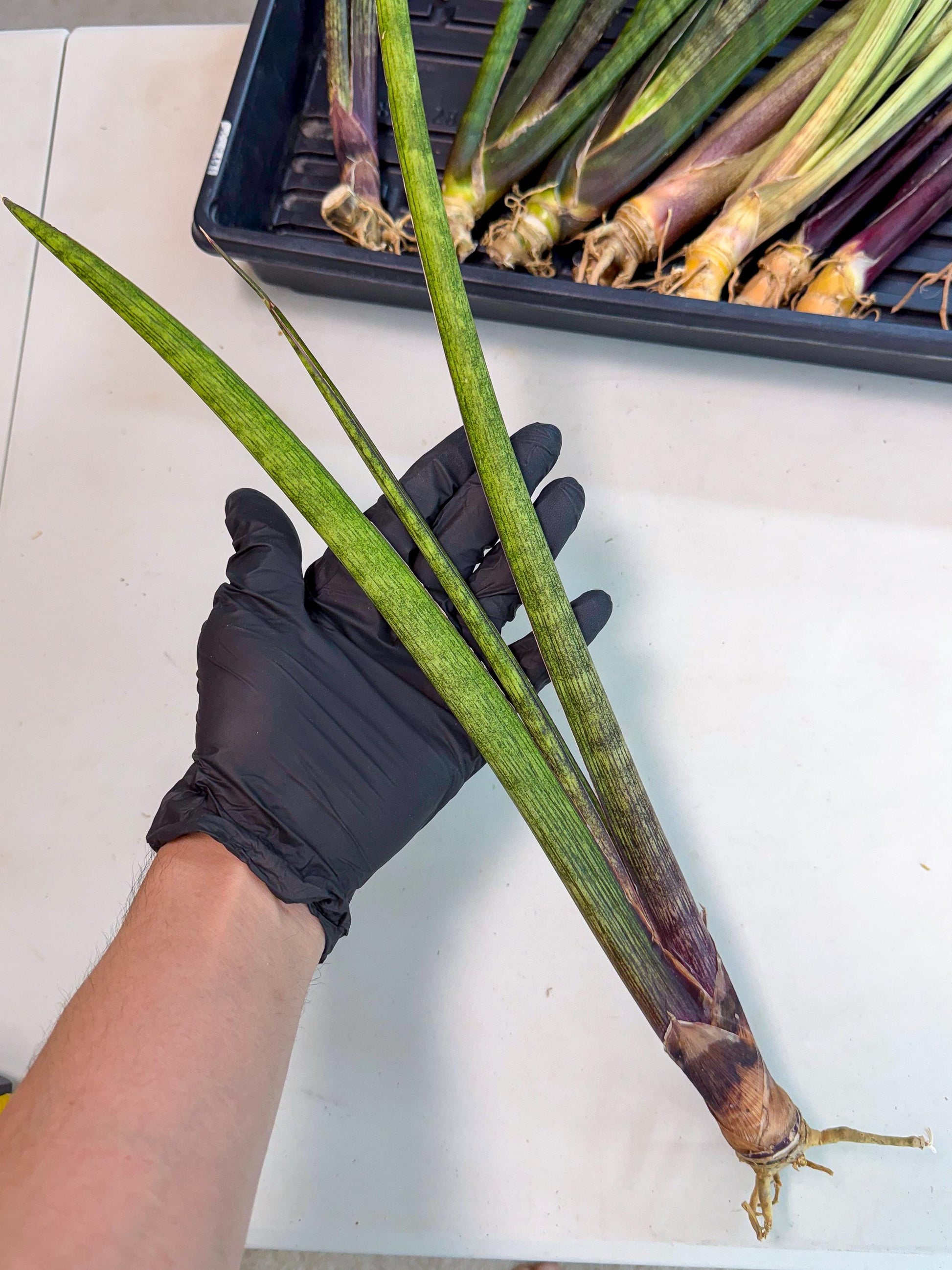 Sansevieria Nana Mai (oo) (9) | Rare Hybrids