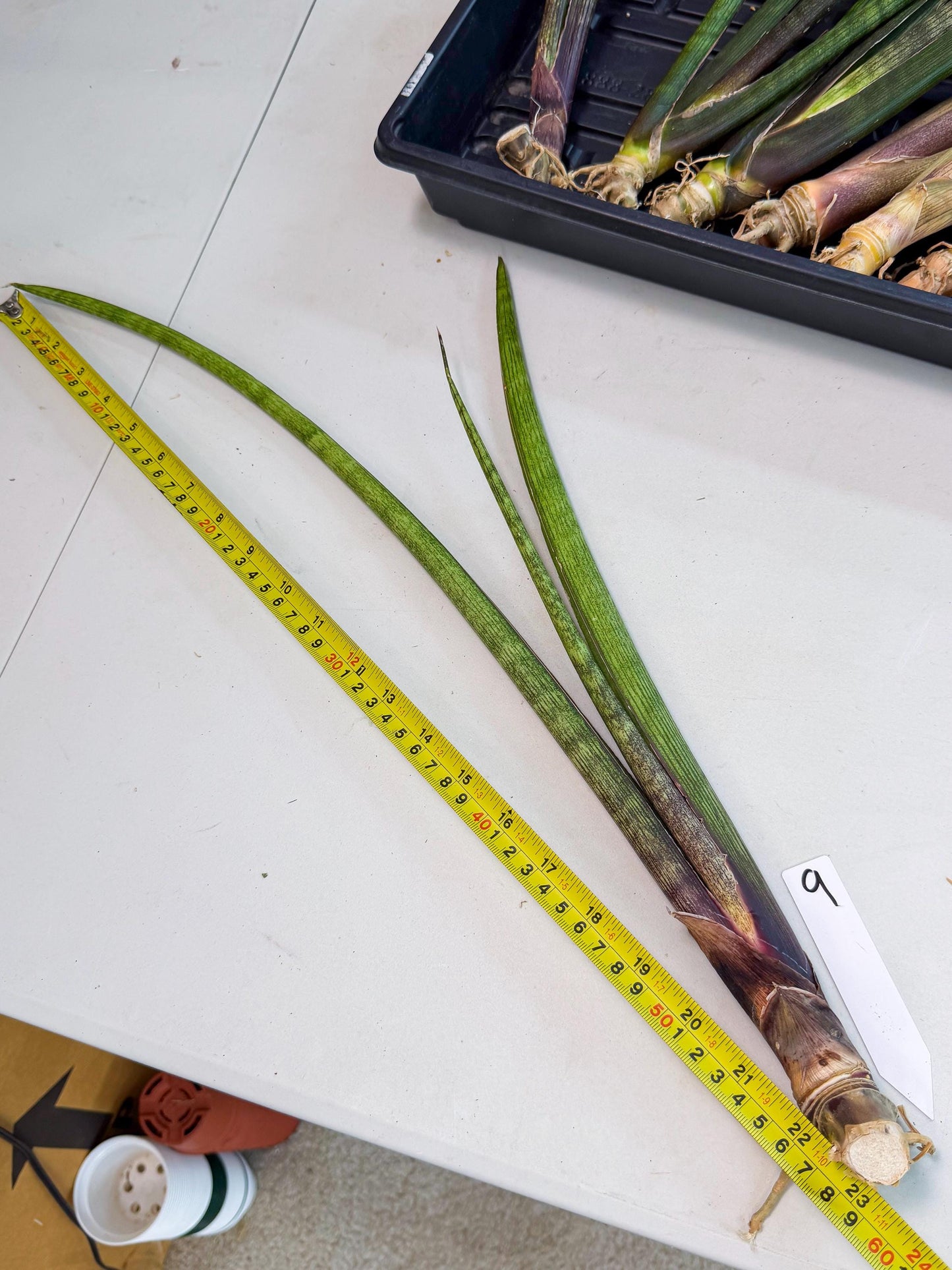 Sansevieria Nana Mai (oo) (9) | Rare Hybrids