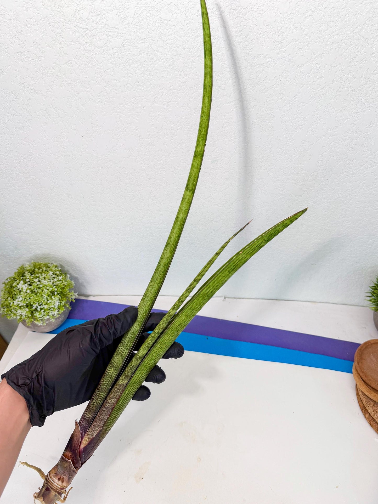Sansevieria Nana Mai (oo) (9) | Rare Hybrids