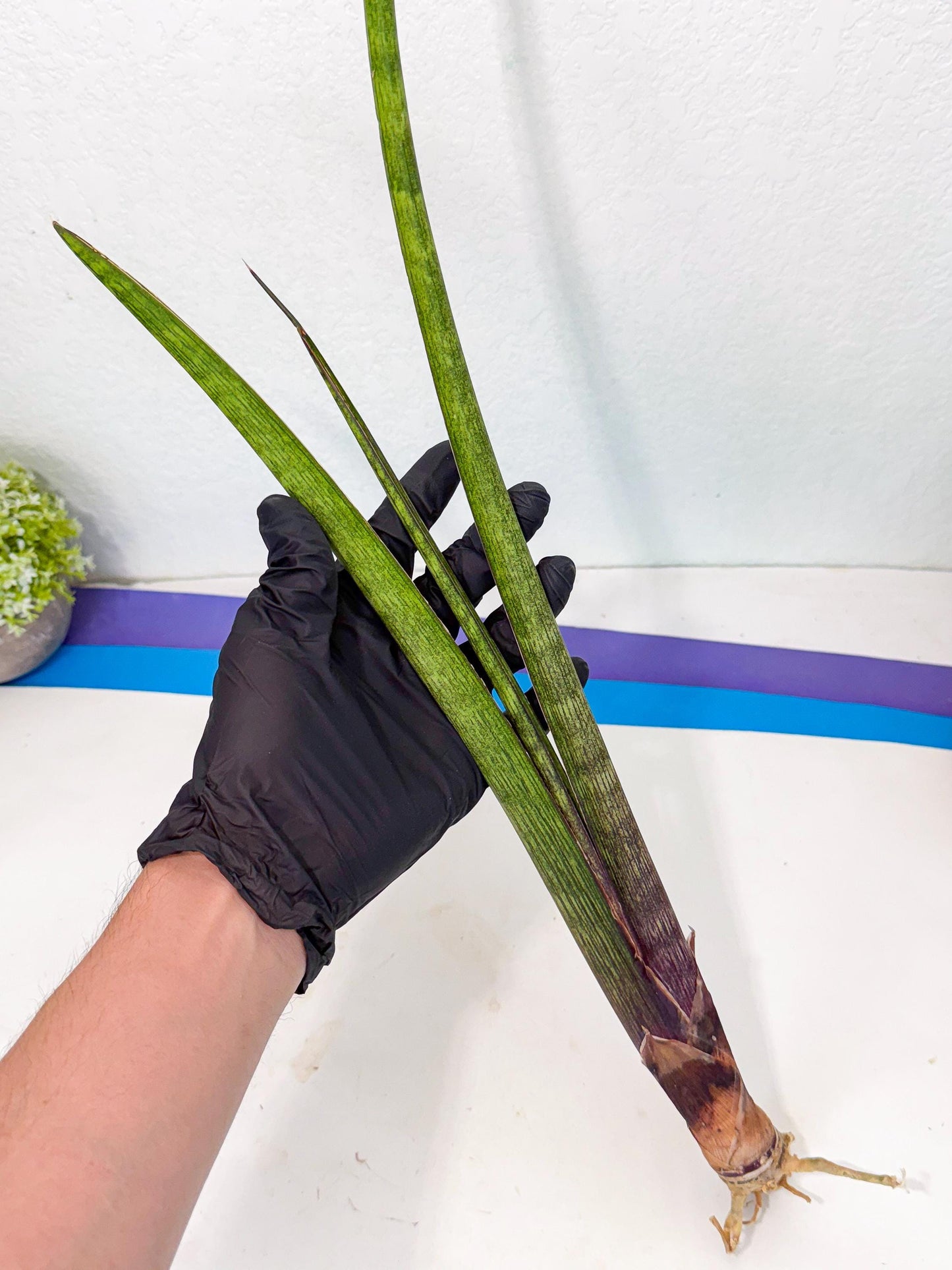 Sansevieria Nana Mai (oo) (9) | Rare Hybrids