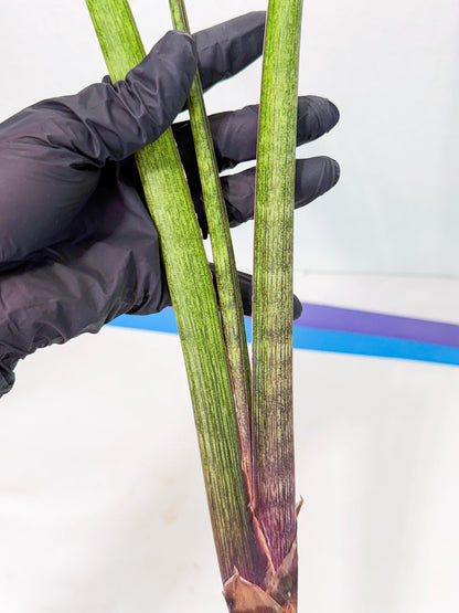 Sansevieria Nana Mai (oo) (9) | Rare Hybrids