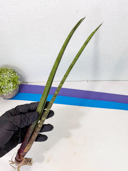 Sansevieria Nana Mai (oo) (10) | Rare Hybrids