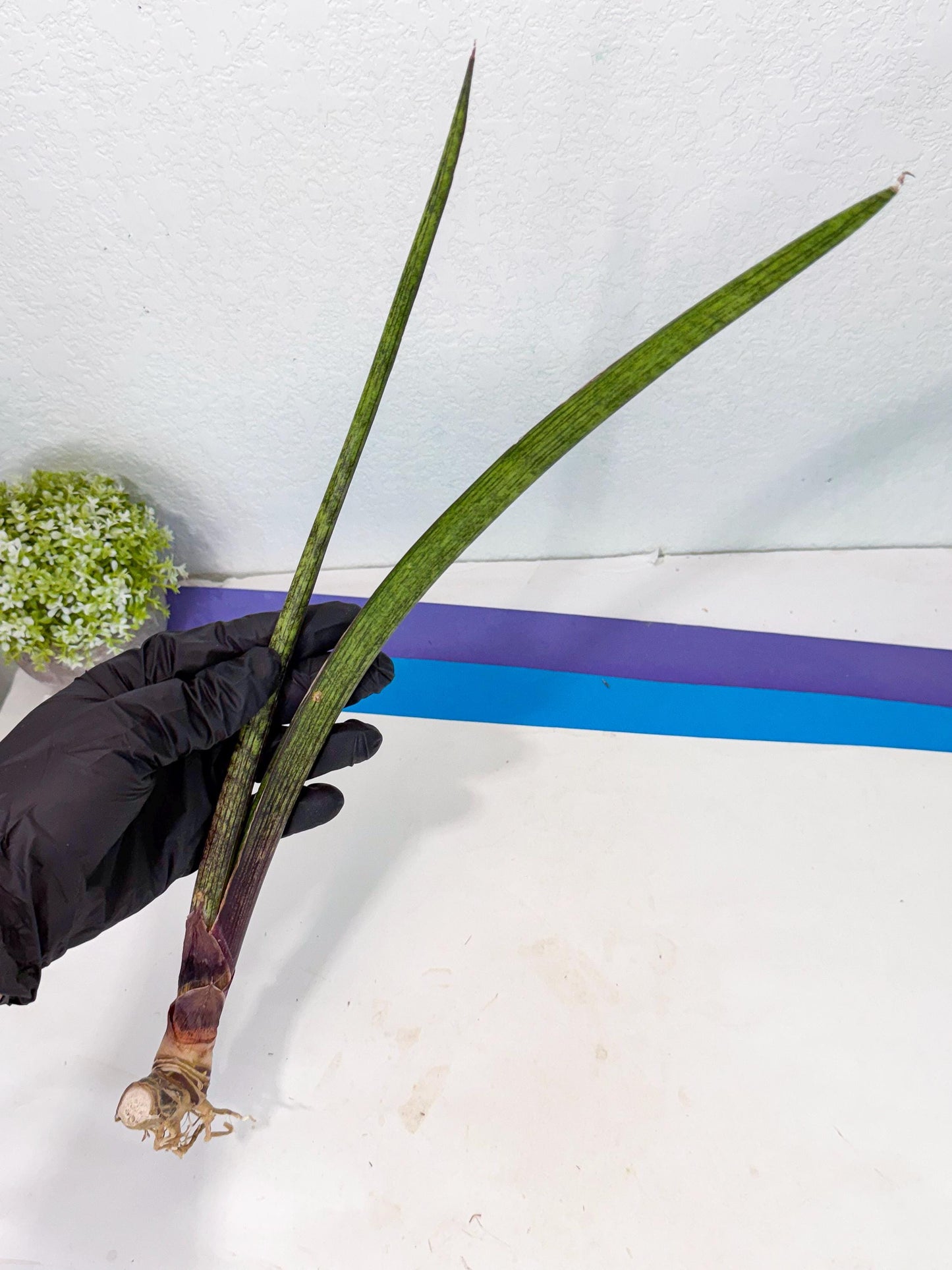 Sansevieria Nana Mai (oo) (10) | Rare Hybrids