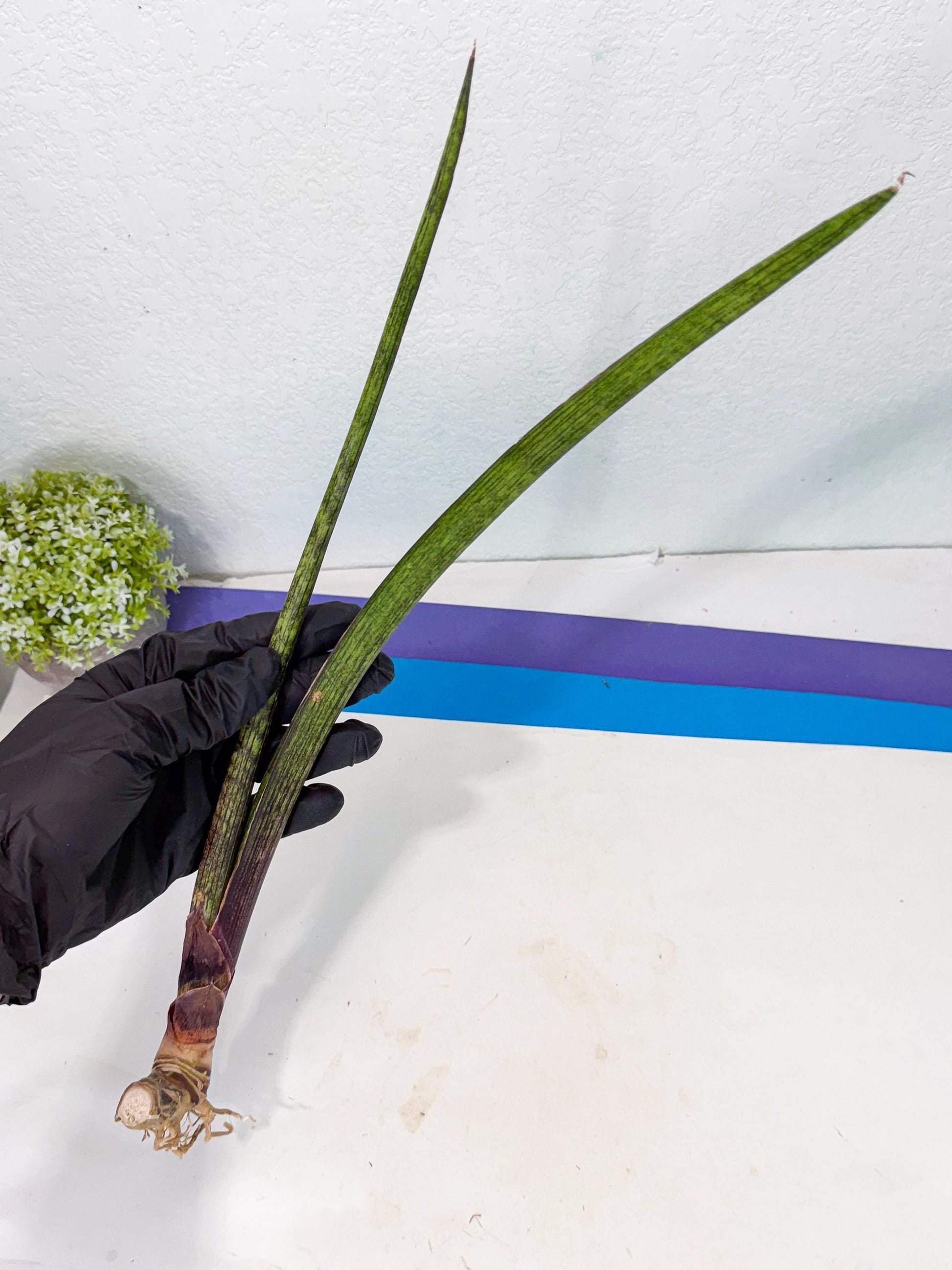 Sansevieria Nana Mai (oo) (10) | Rare Hybrids